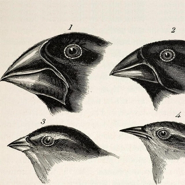 Релиз Evolution