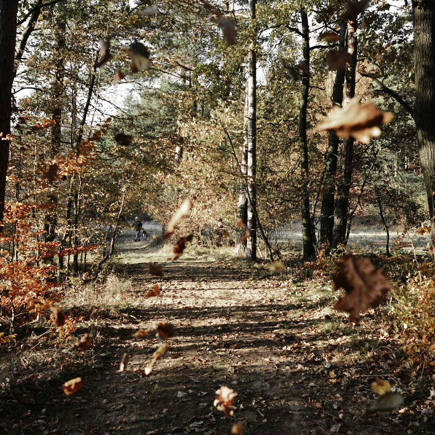 Постер альбома Falling Leaves