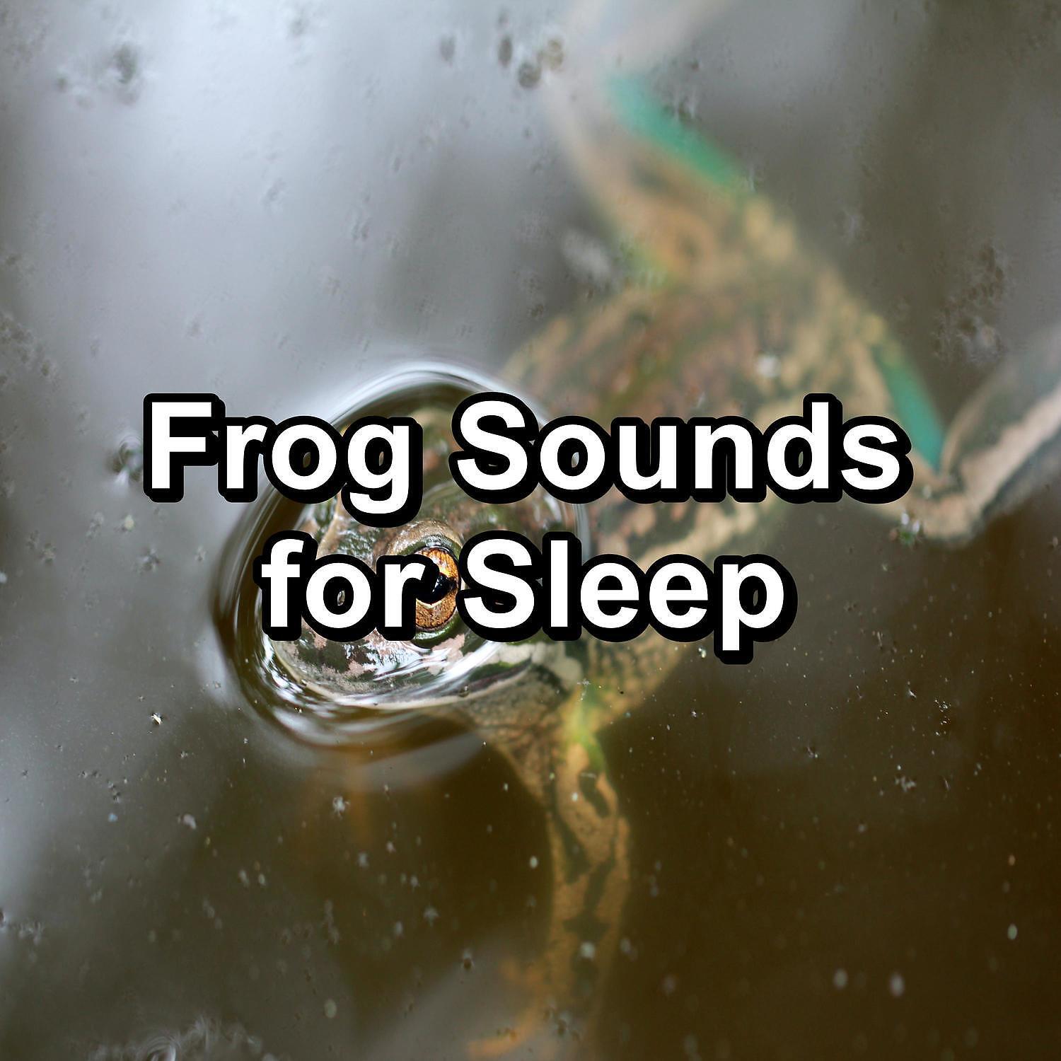 Релиз Frog Sounds for Sleep