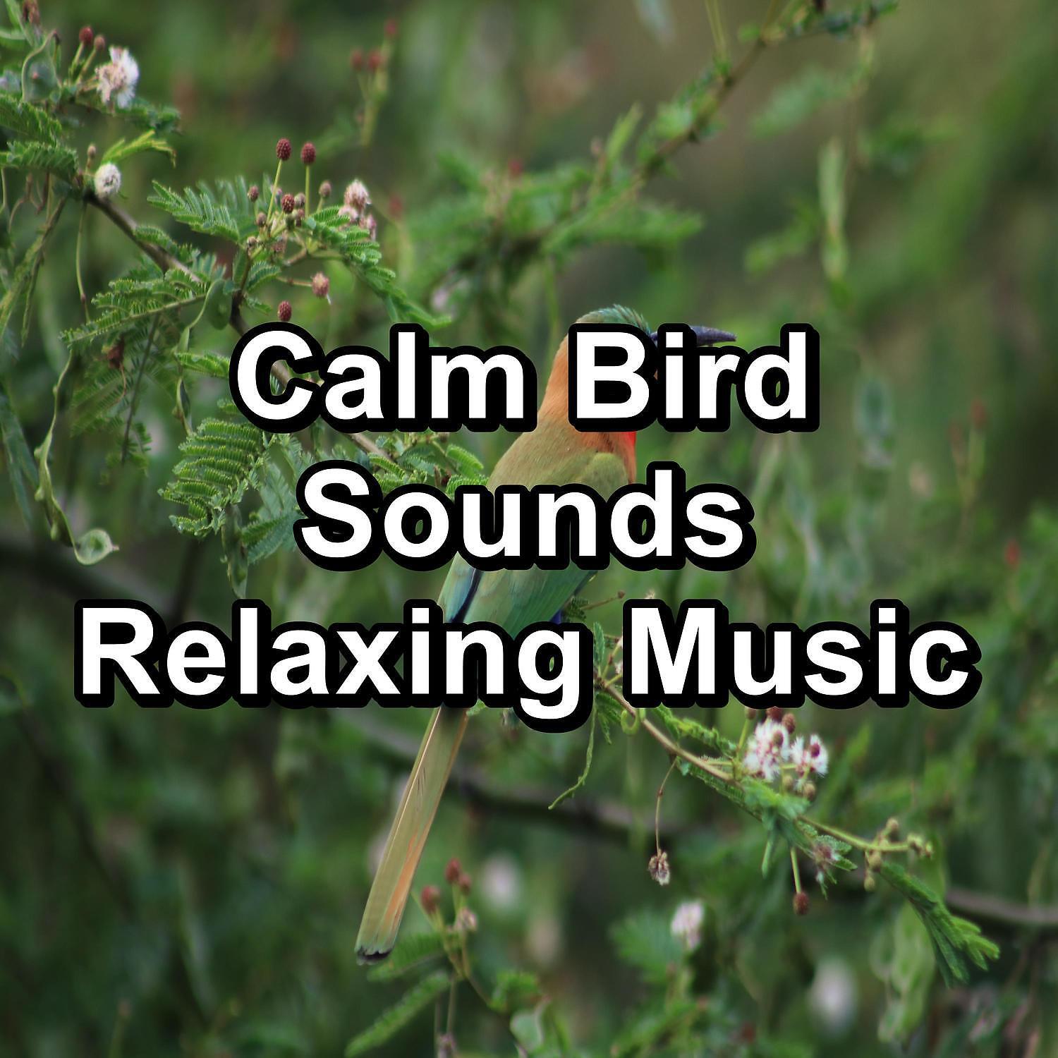Релиз Calm Bird Sounds Relaxing Music