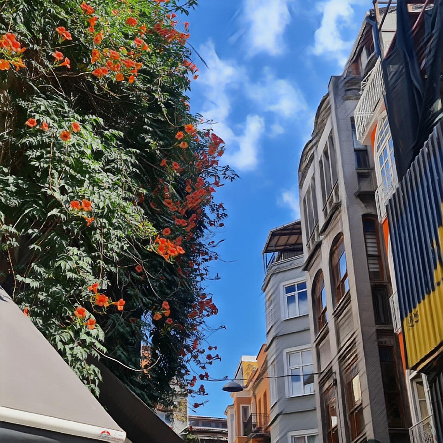 Релиз Sokağın Tavanı Kadar