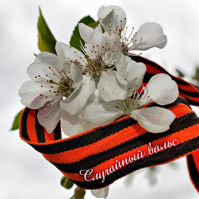 Дмитрий Перегуда