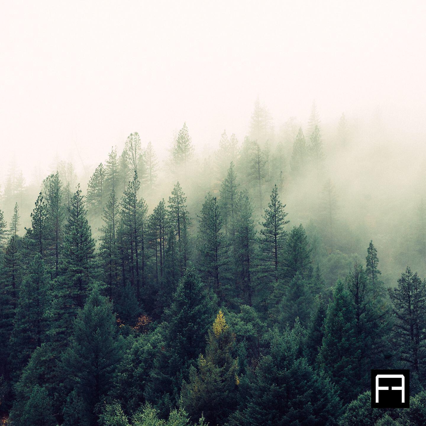 Релиз Pine Trees