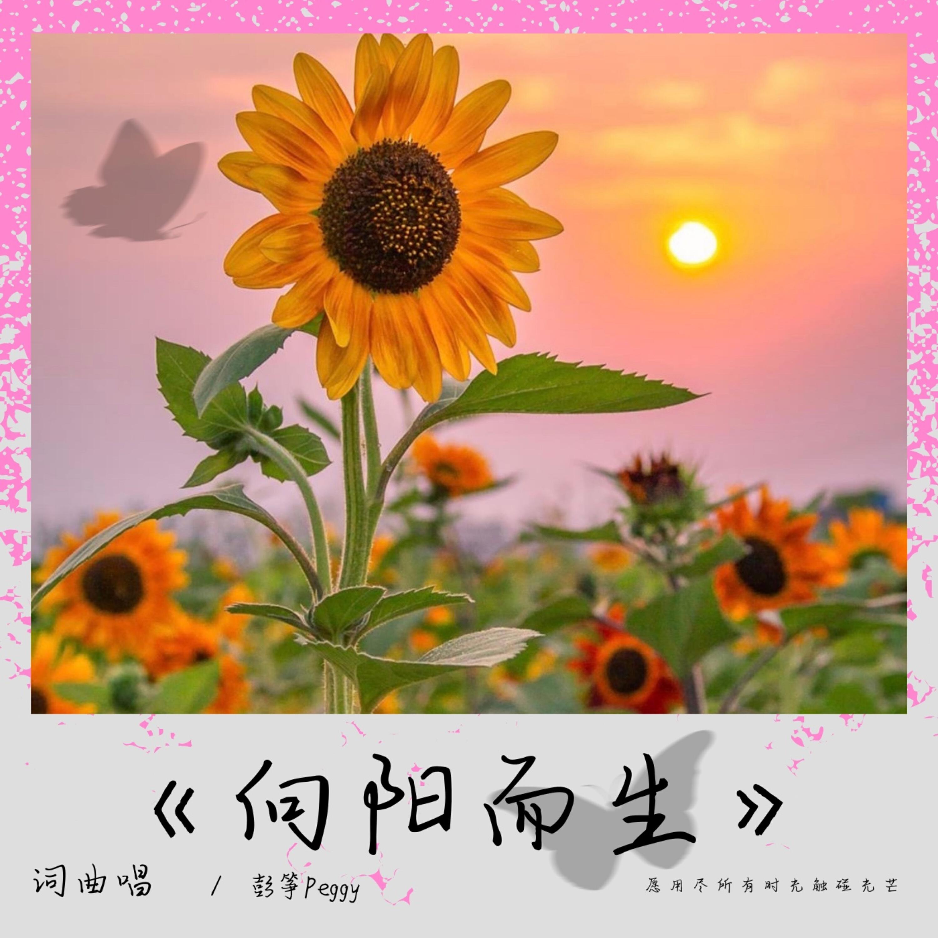 Релиз 向阳而生