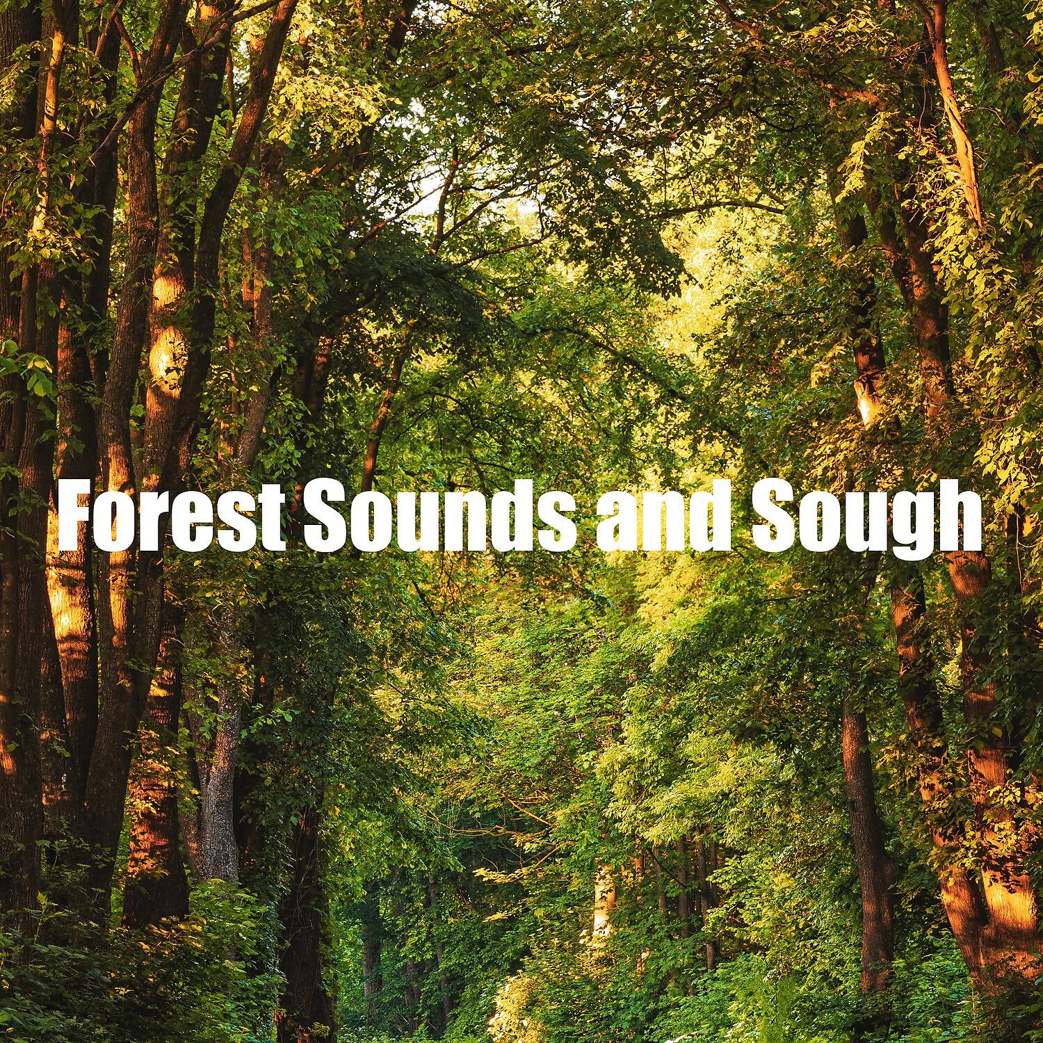 Релиз Forest Sounds and Sough
