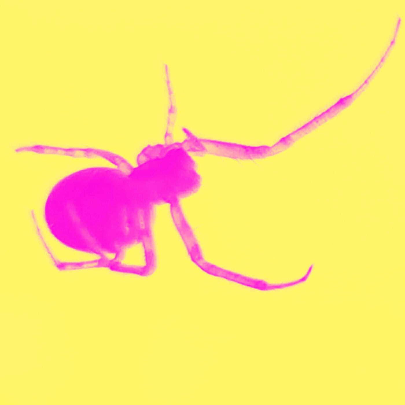 Релиз Pierced by a Rose