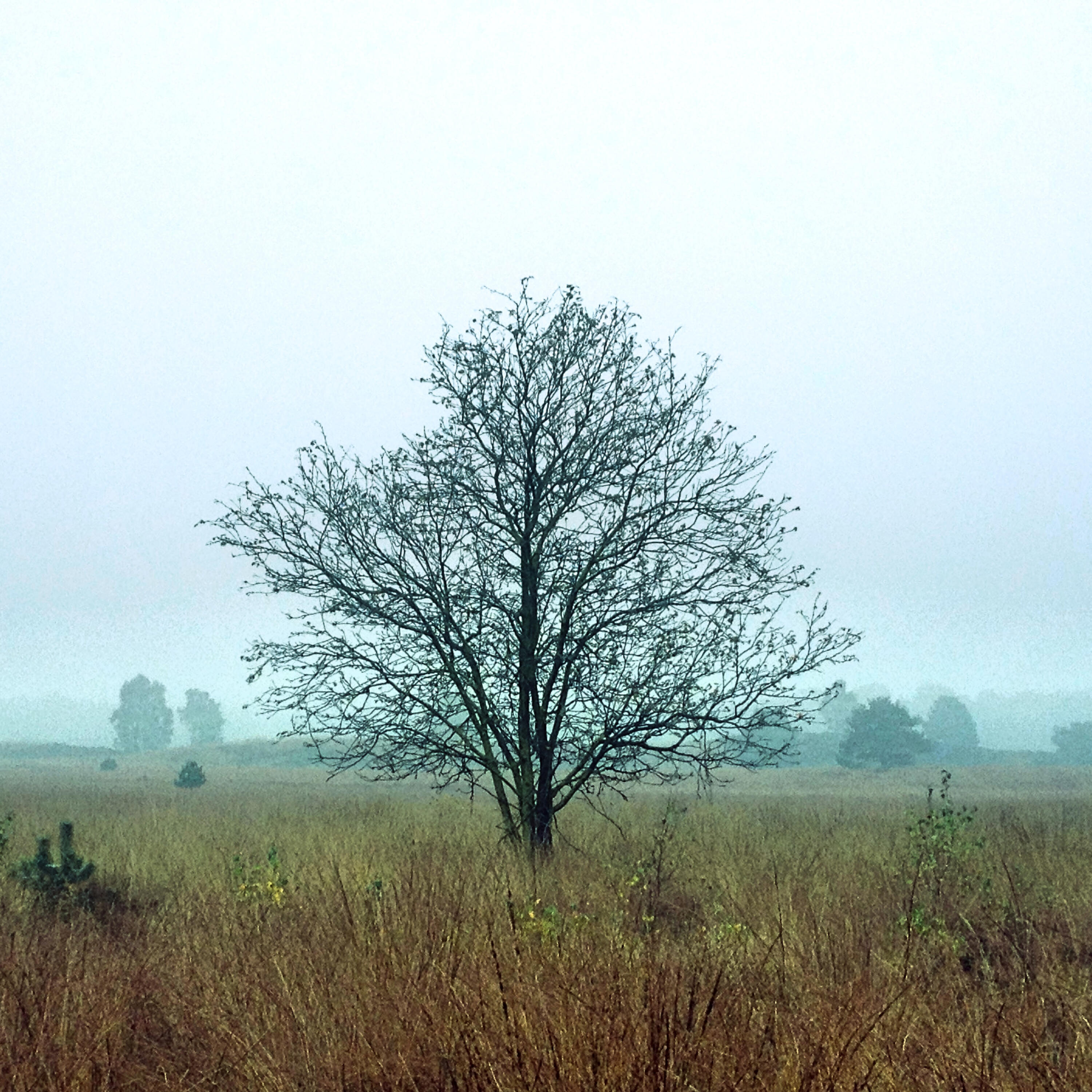 Релиз Gallows Tree