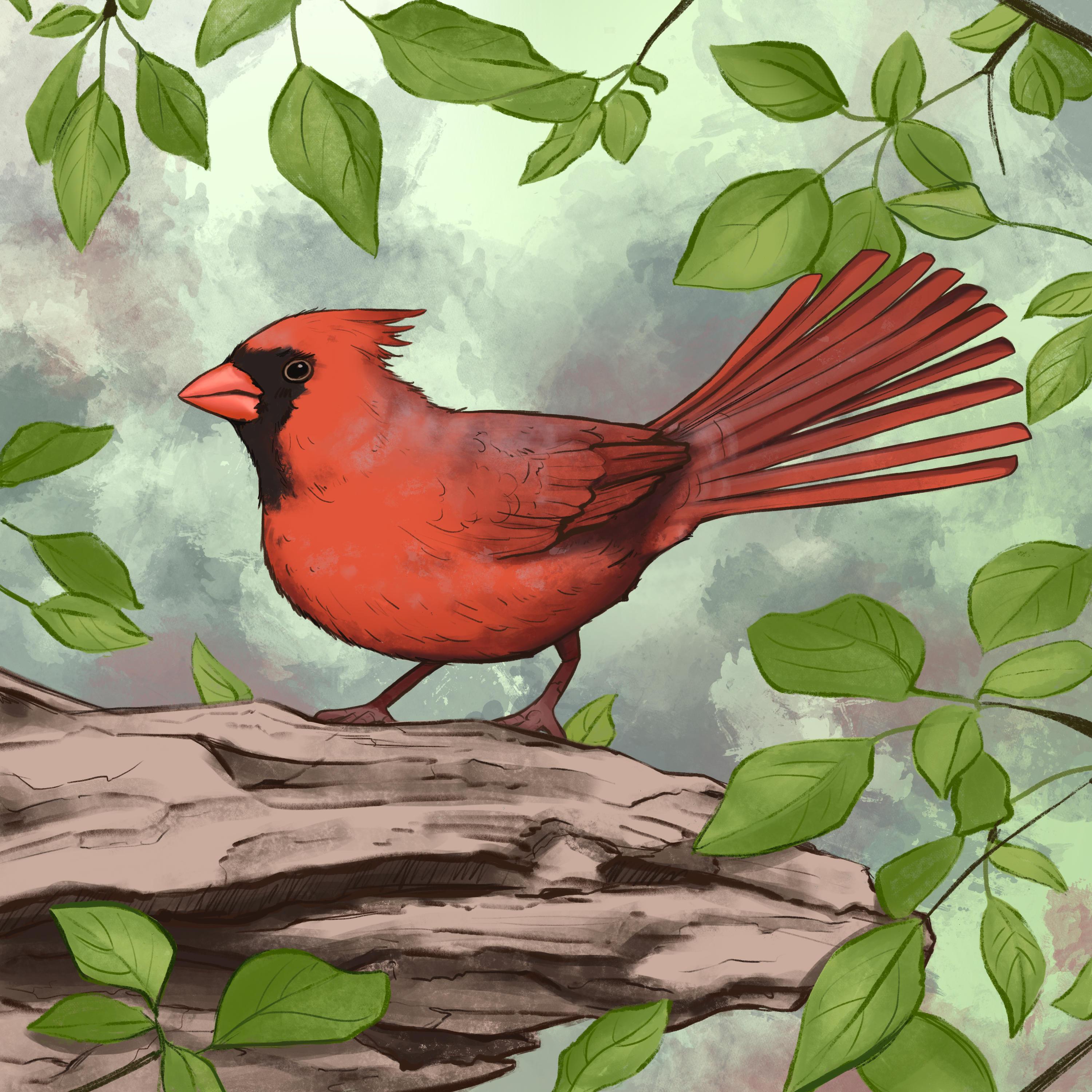 Релиз Northern Cardinal