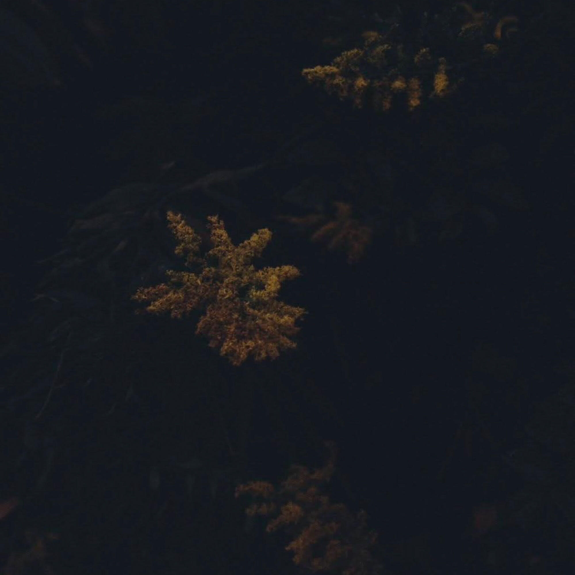 Релиз Petals