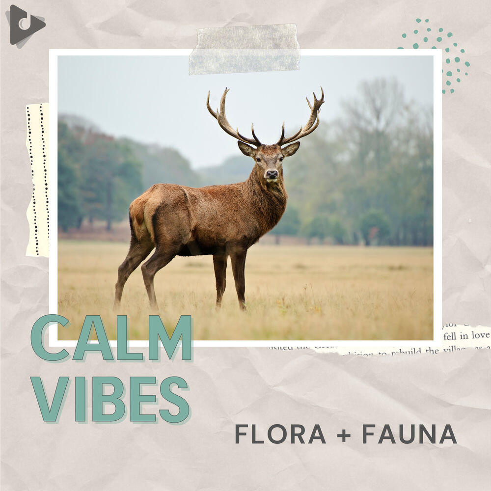 Релиз Flora + Fauna