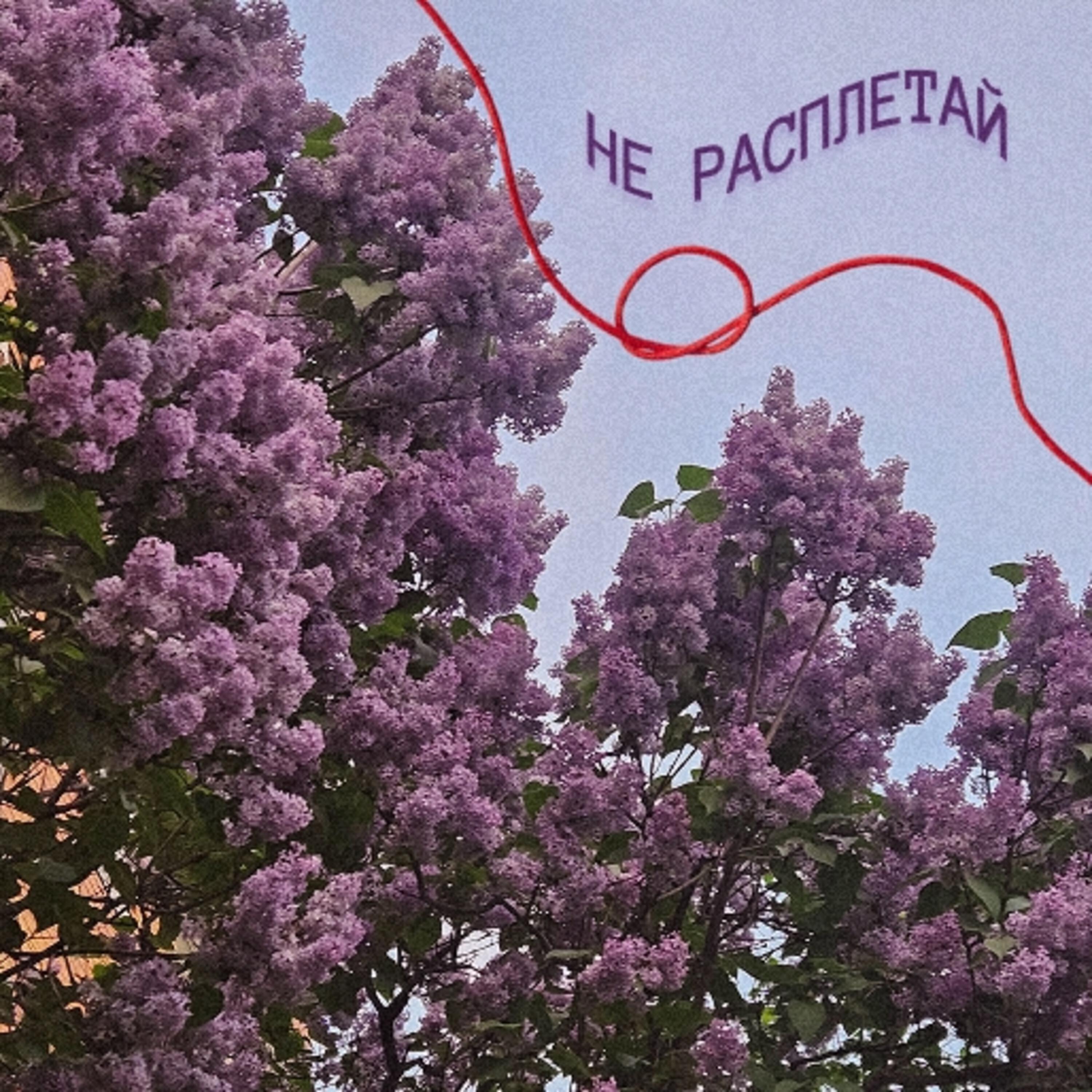 Релиз Не расплетай