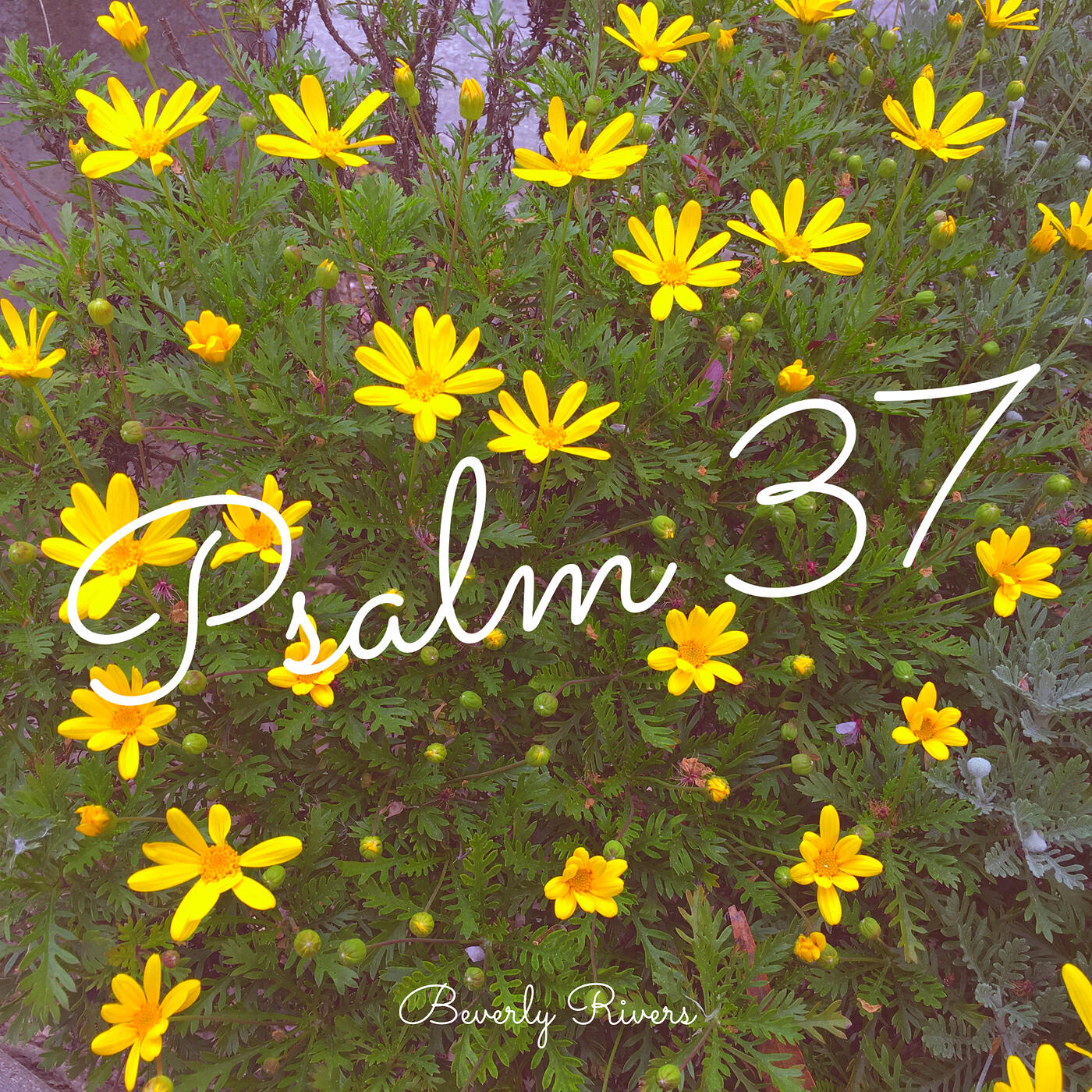 Релиз Psalms 37