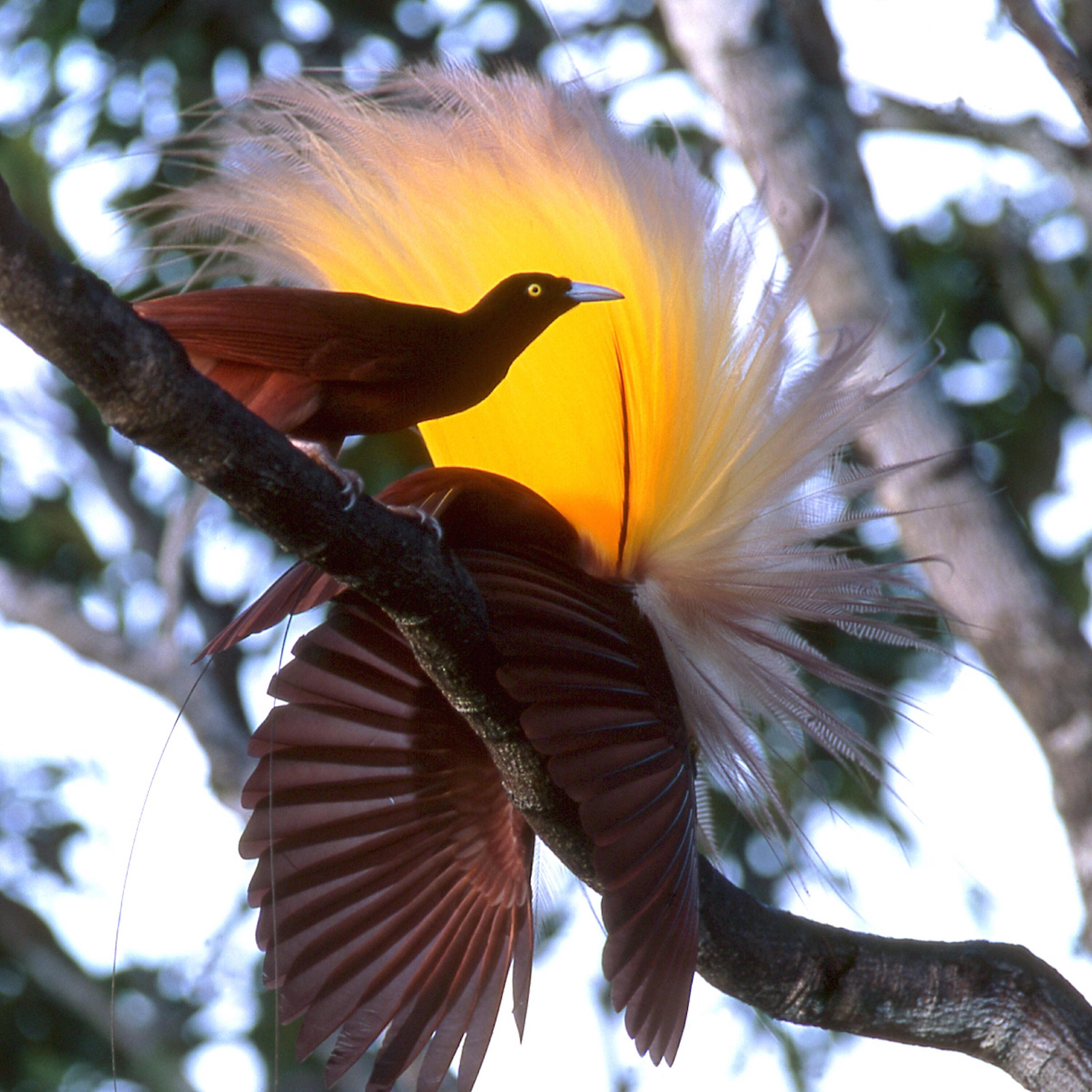 Релиз Greater Birds of Paradise