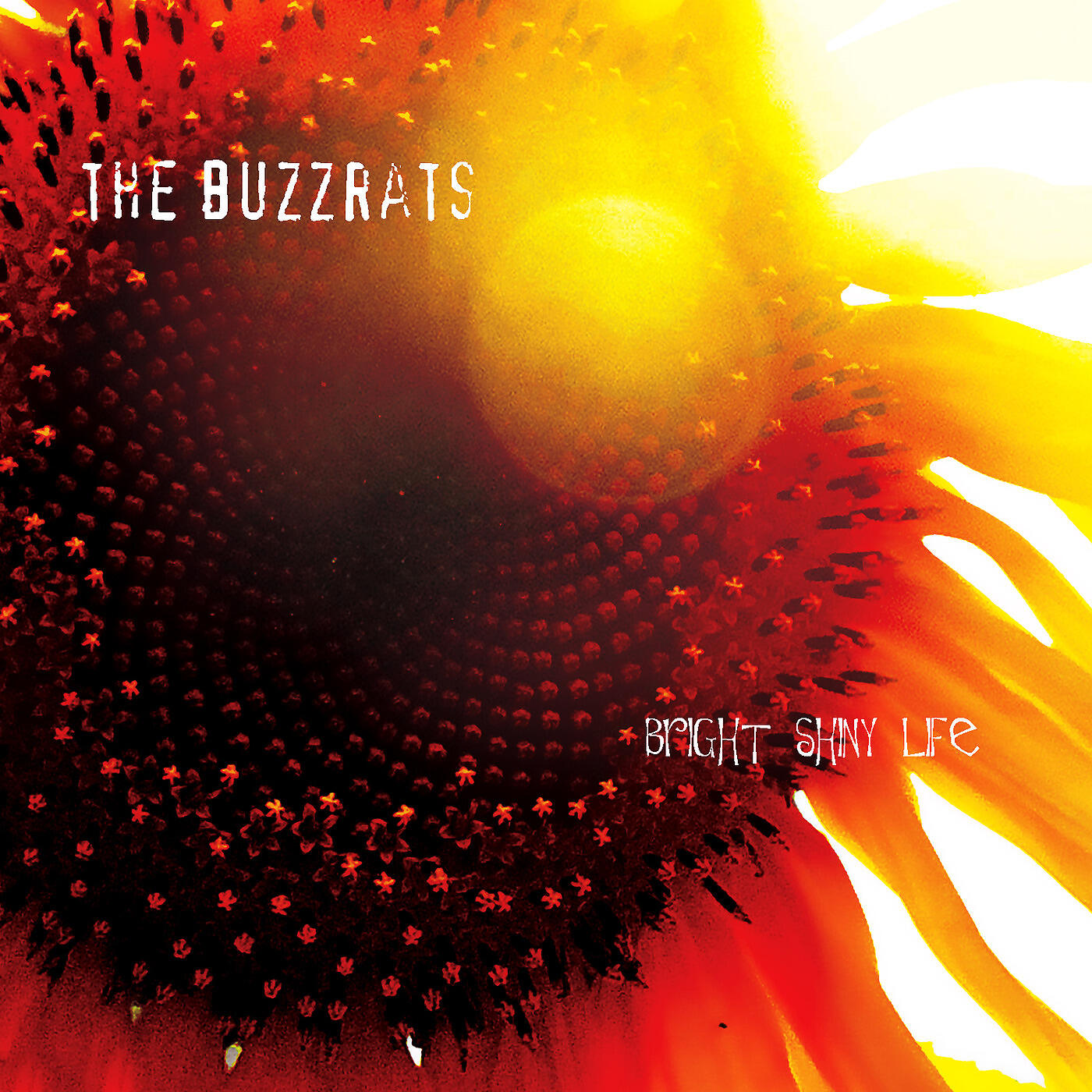The Buzzrats