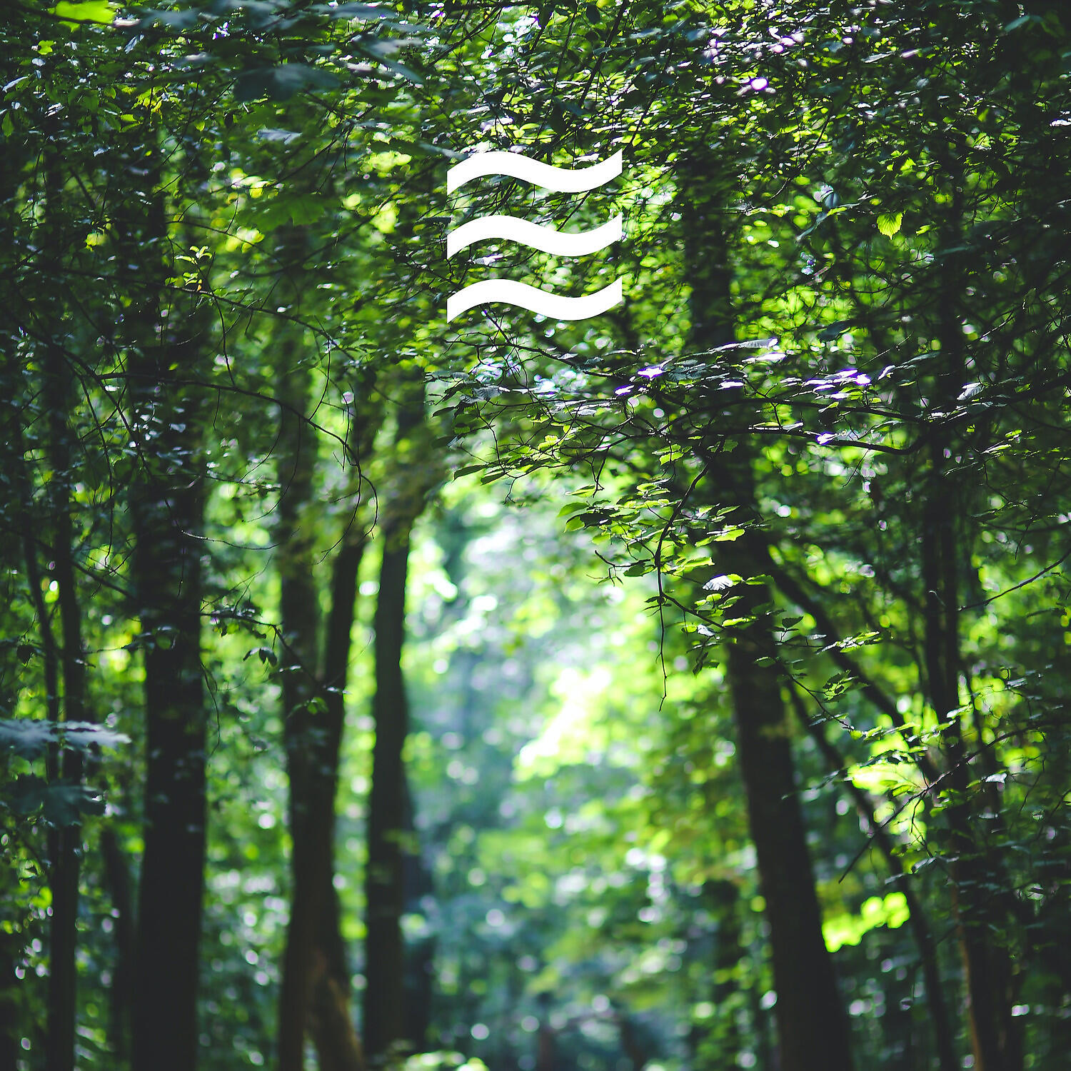 Релиз Placid Soothing Forest and Birds Sounds