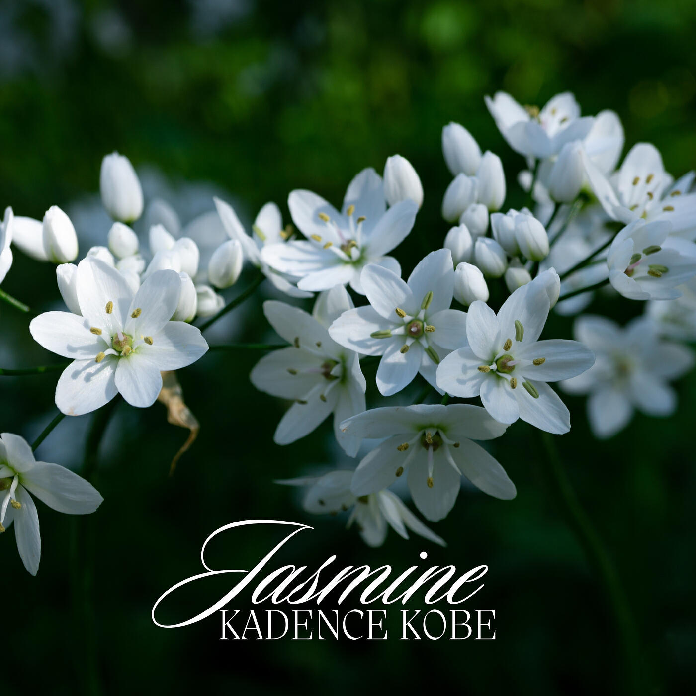 Релиз Jasmine