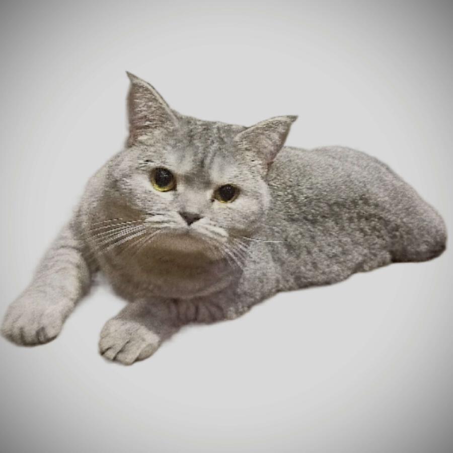 Релиз spinning cat HARDSTYLE