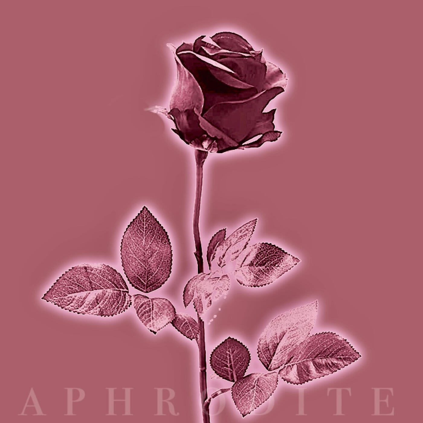 Релиз Aphrodite