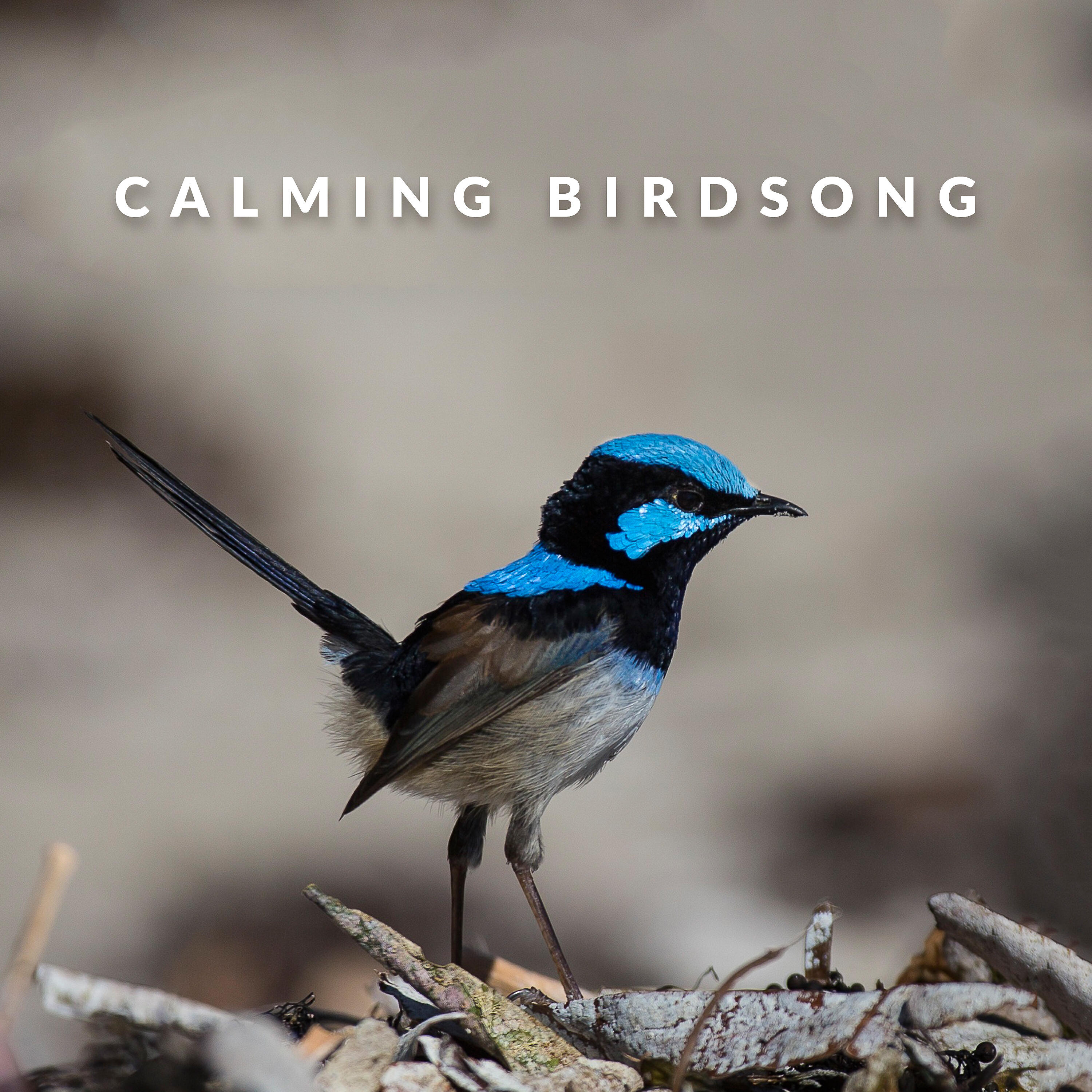 Релиз Calming Birdsong