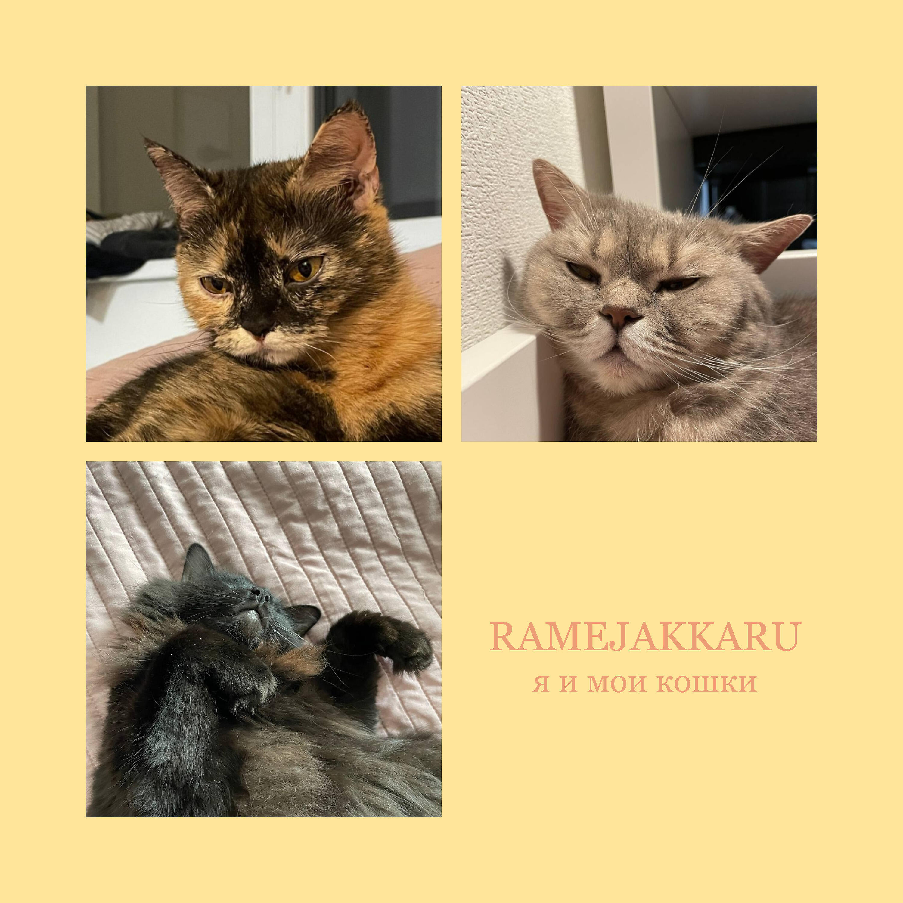 Релиз Я и мои кошки