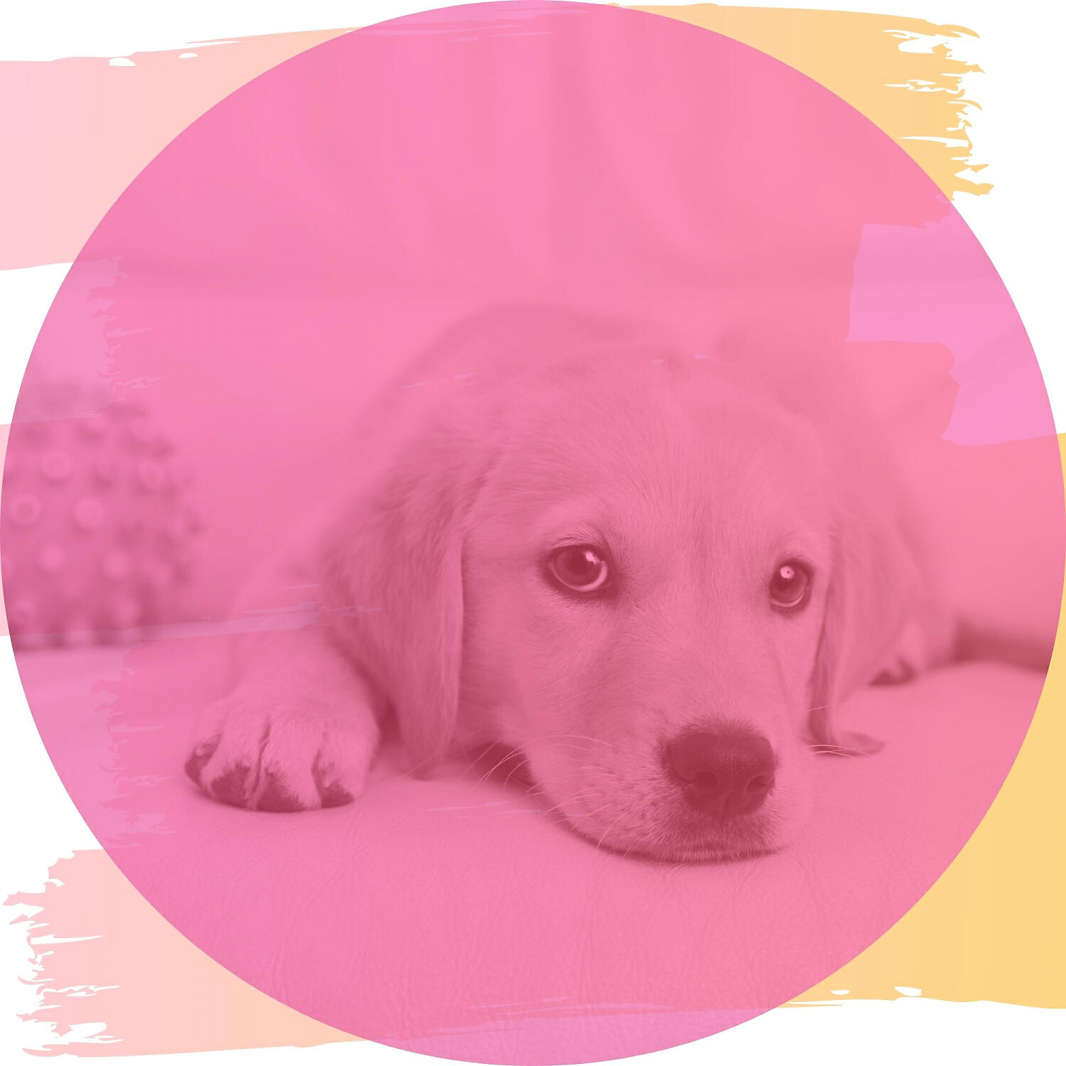 Релиз Mysterious Ambiance for Doggy Naptime