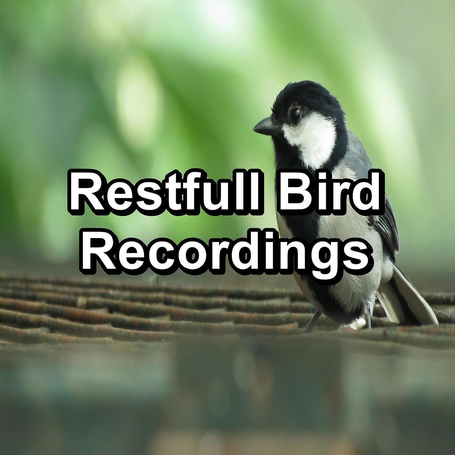 Релиз Restfull Bird Recordings