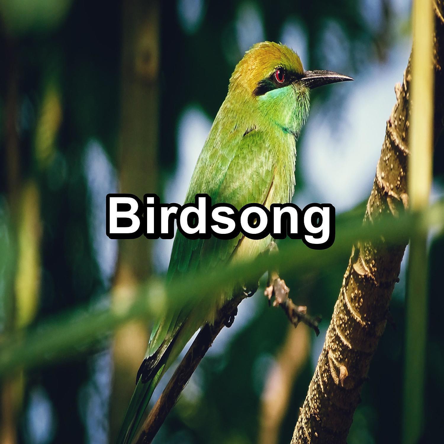 Yoga, Yoga music, Yoga Tribe - ASMR Bird Sounds Cozy Day and Night To Help with Relaxing