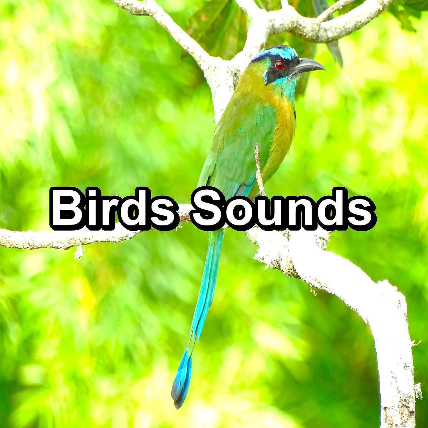 Релиз Birds Sounds