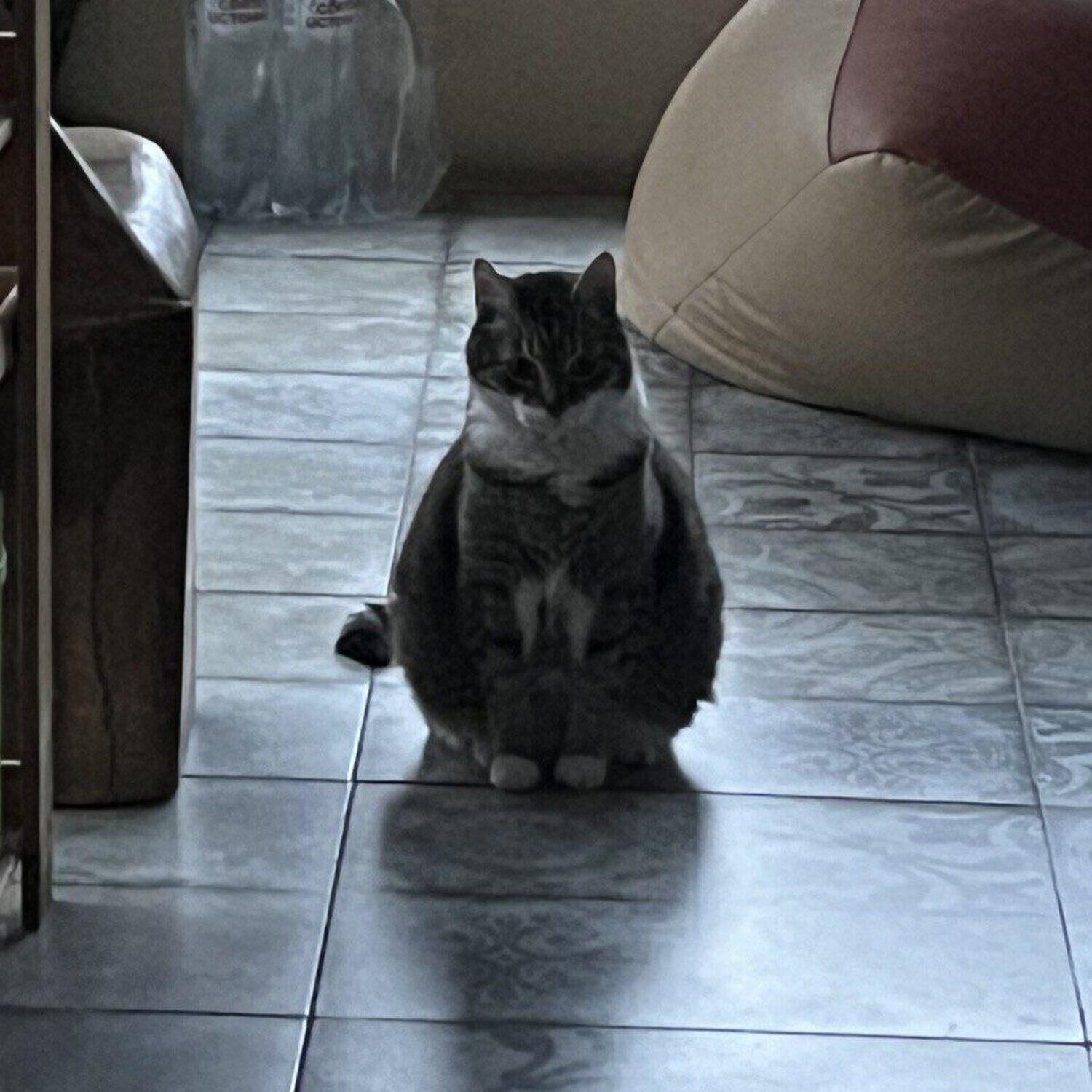 Релиз кот