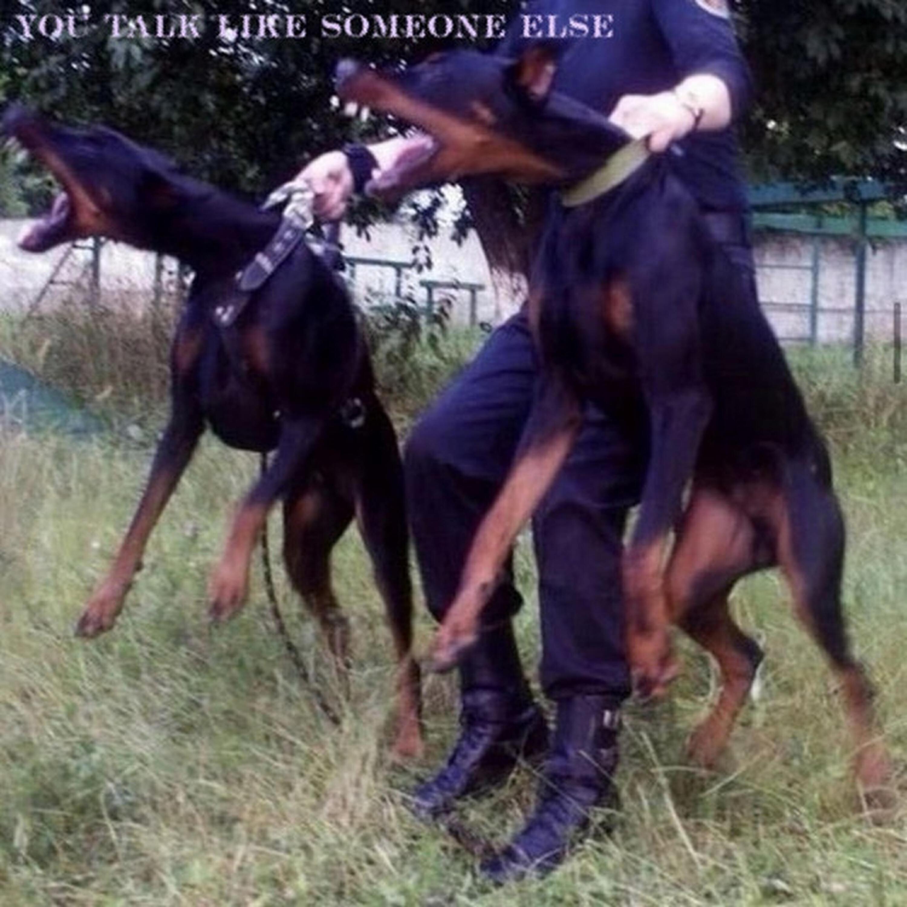 Релиз you talk like someone else