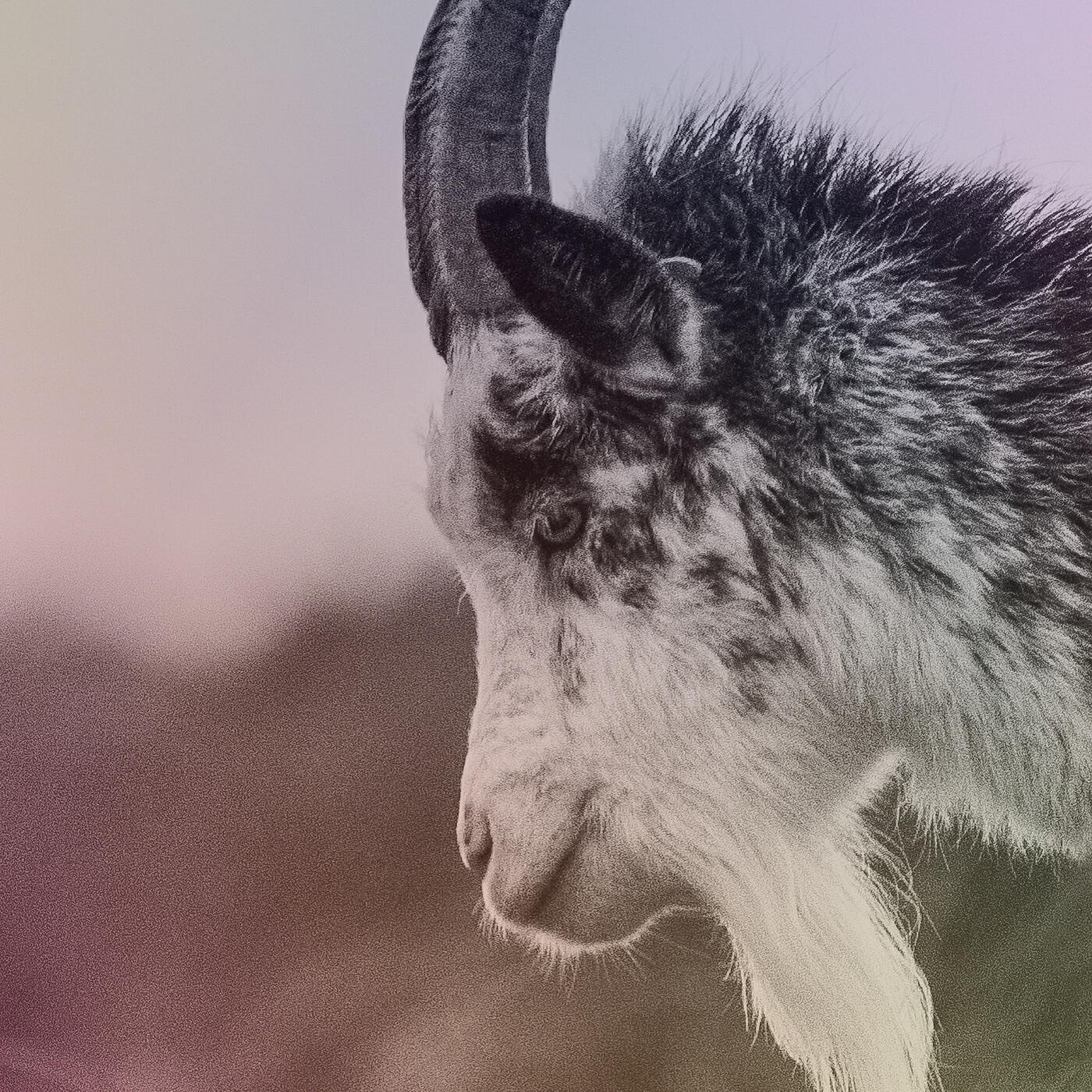 Релиз G.O.a.T