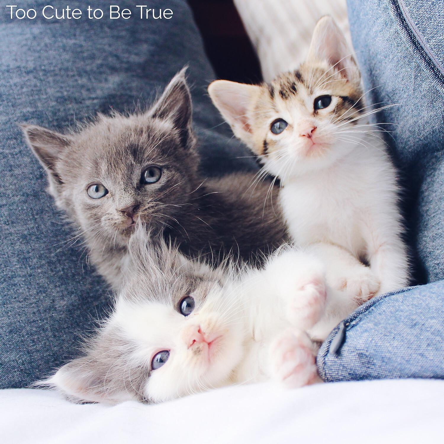Постер альбома Too Cute to Be True