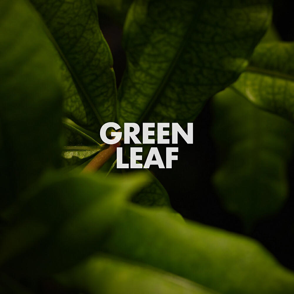 Релиз Green Leaf