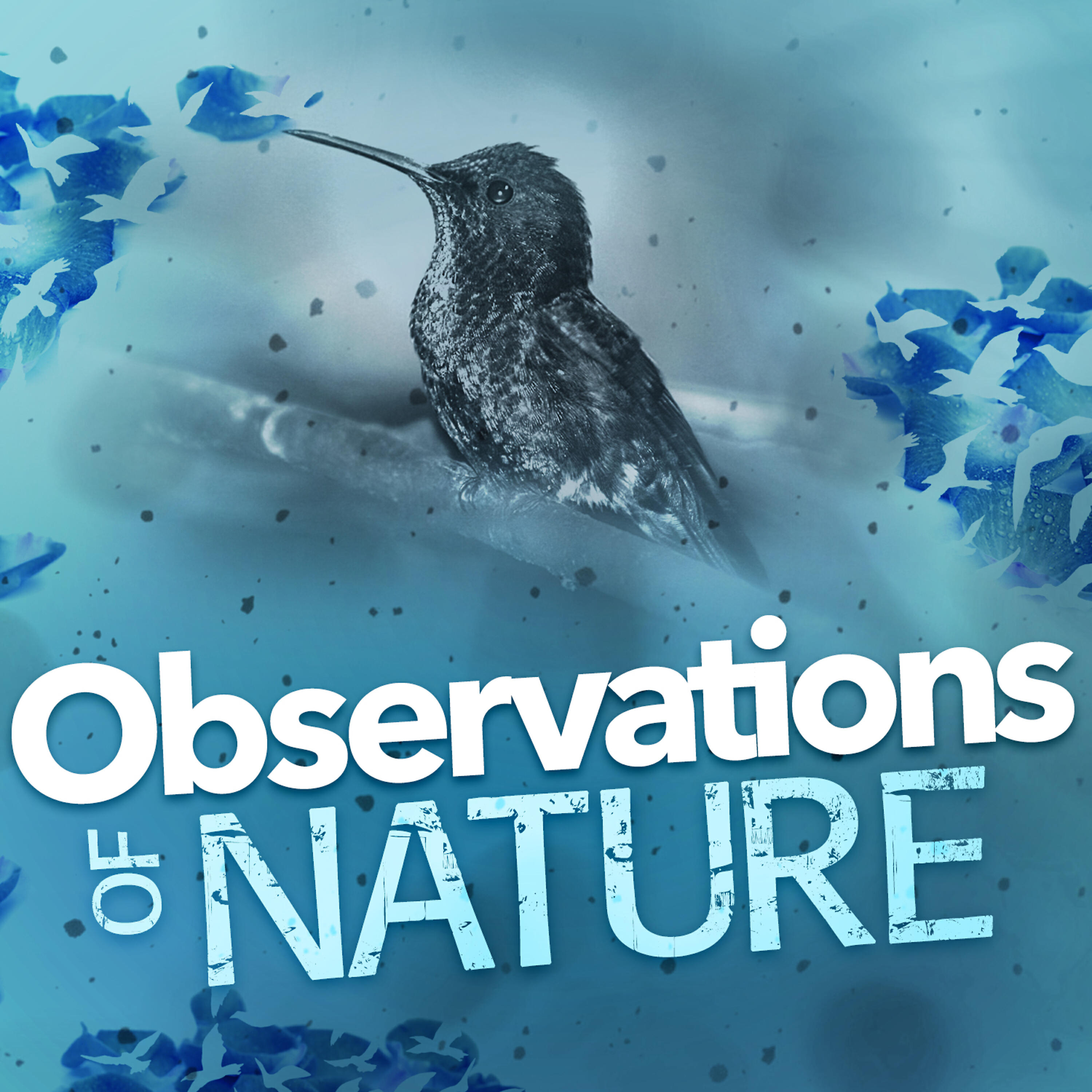 Релиз Observations of Nature