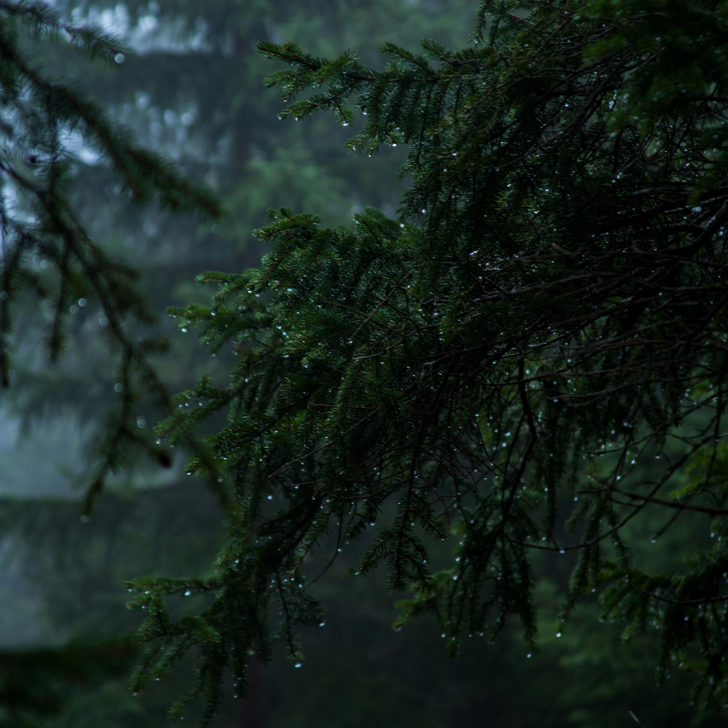 Релиз Night Rain