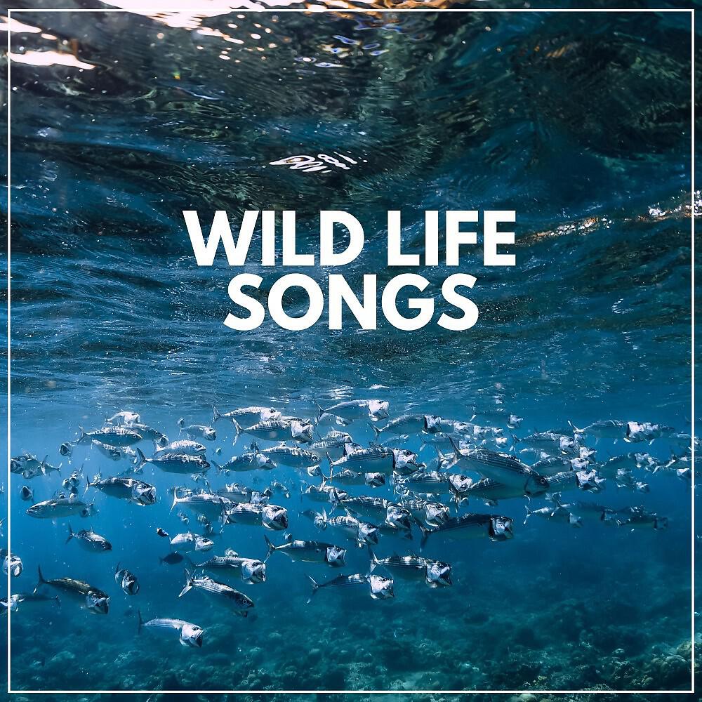 Релиз Wild Life Songs