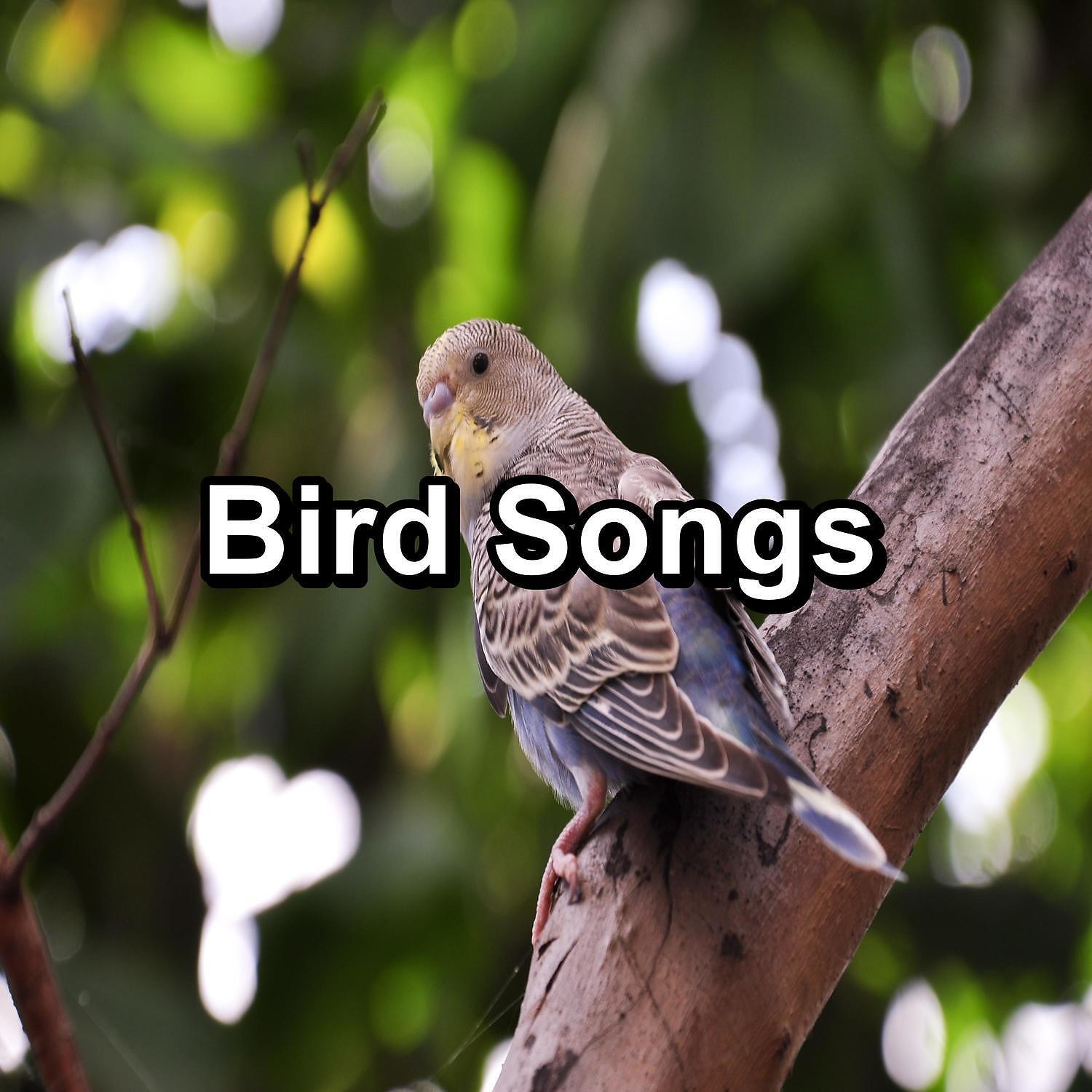 Релиз Bird Songs