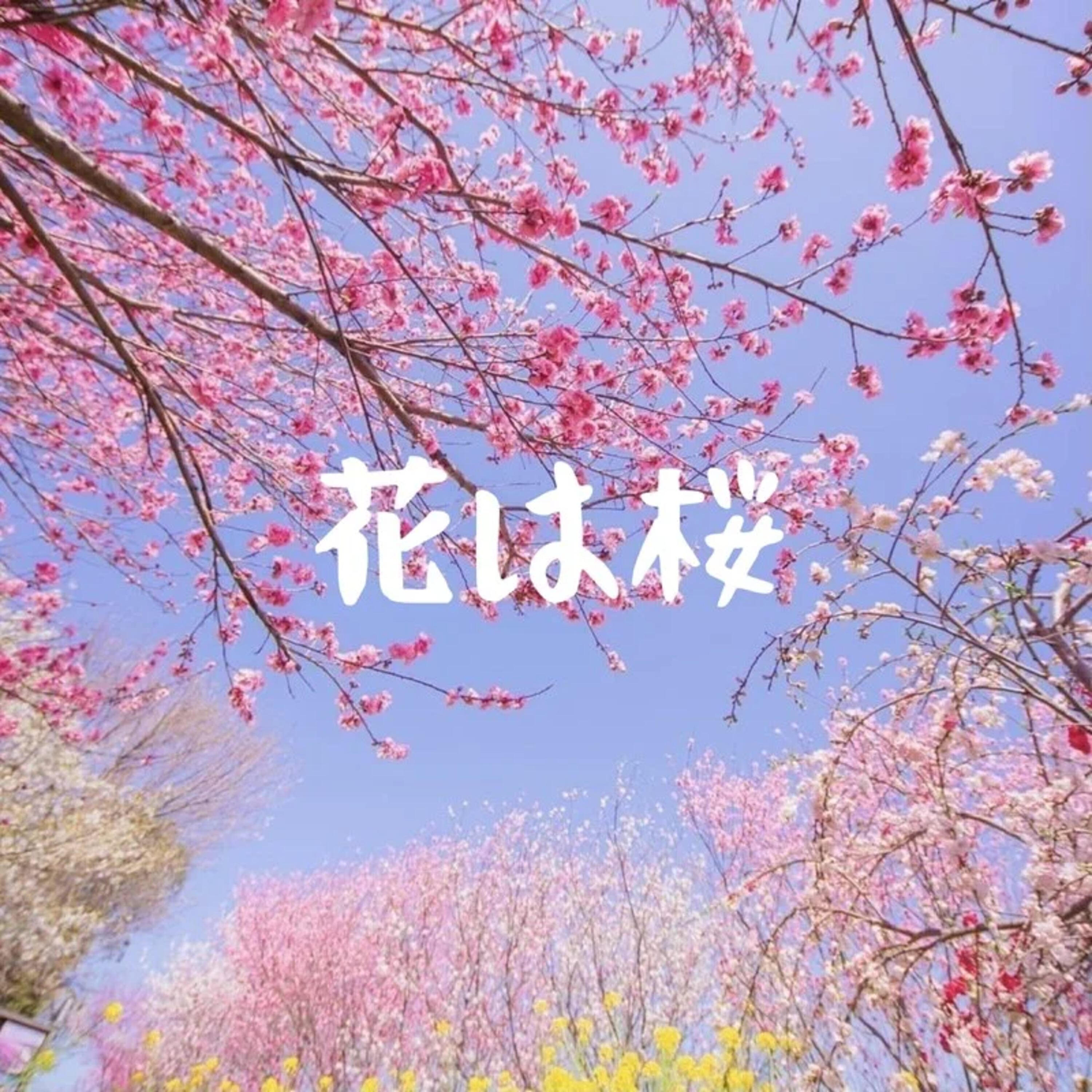 Релиз 花は桜
