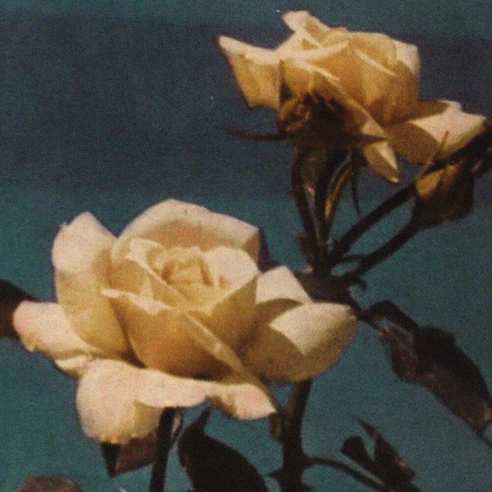 Релиз Flower Meadow