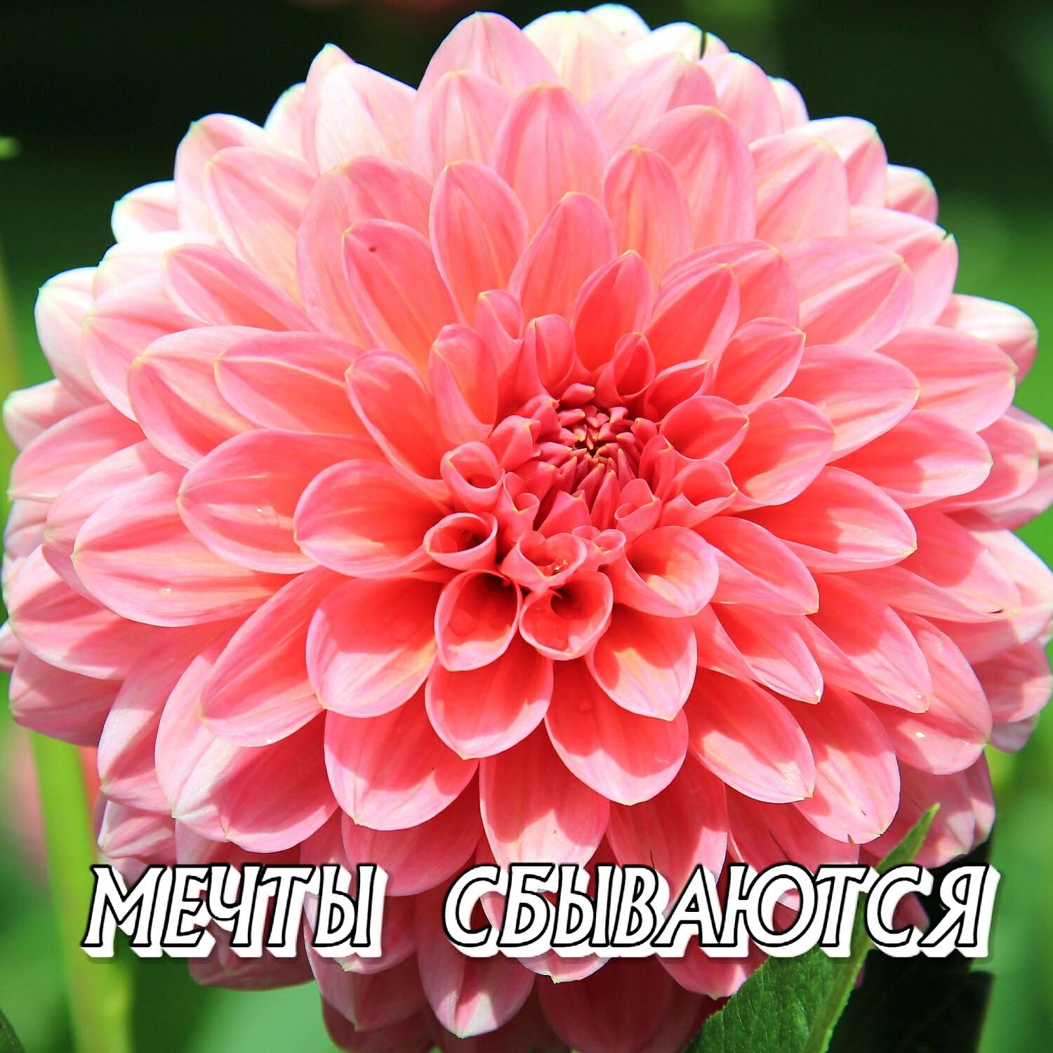 Релиз МЕЧТЫ СБЫВАЮТСЯ