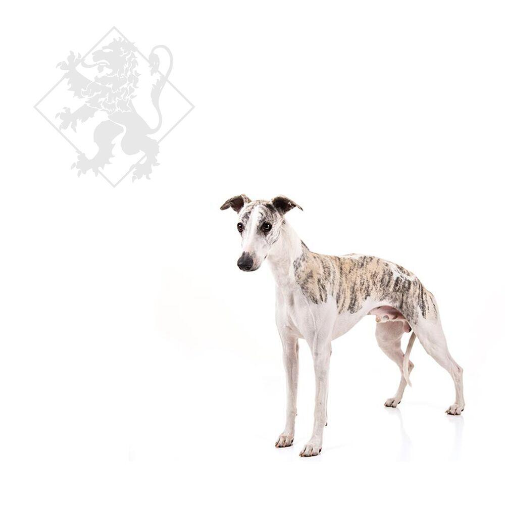 Релиз Whippet Dub
