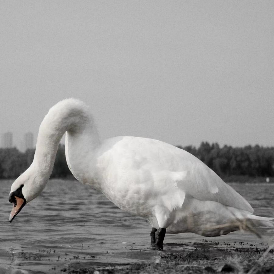 Волна по релизу