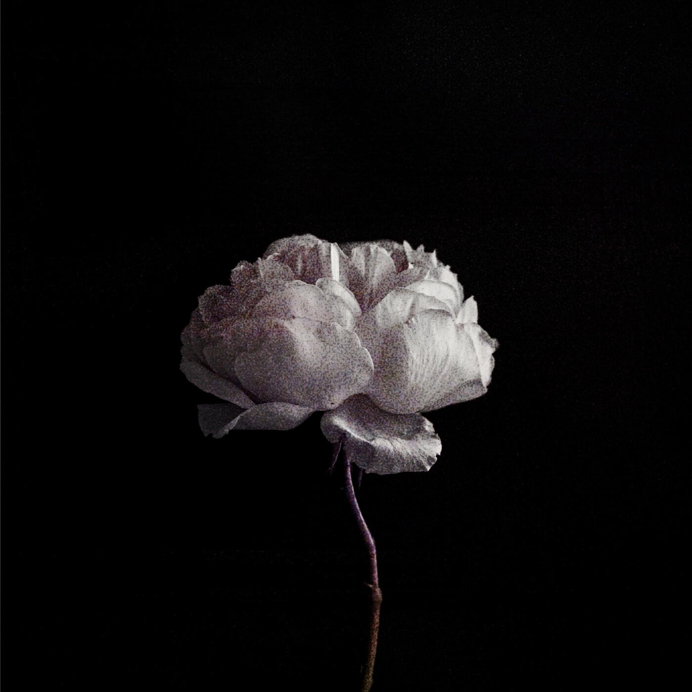 KVN✰