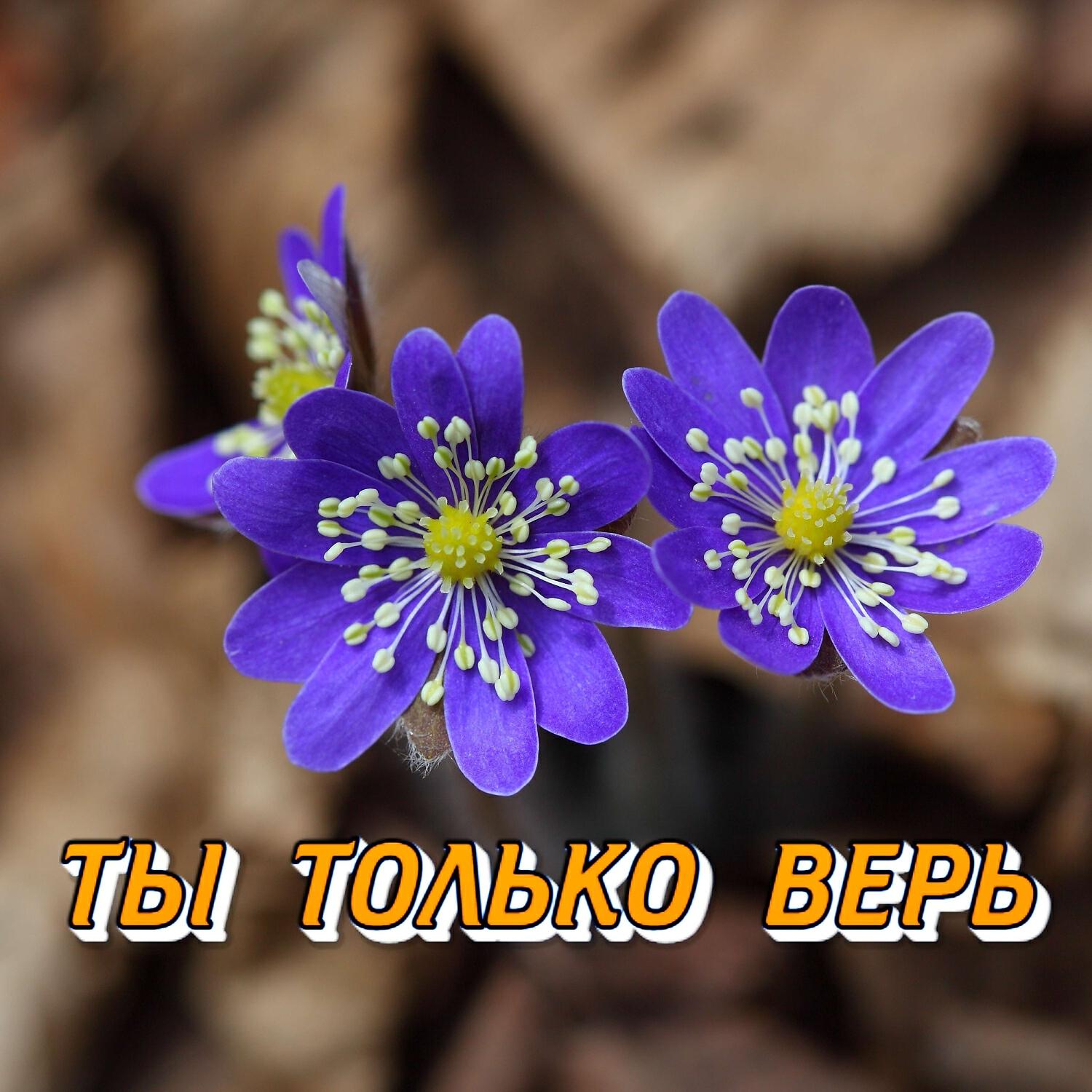 Релиз ТЫ ТОЛЬКО ВЕРЬ