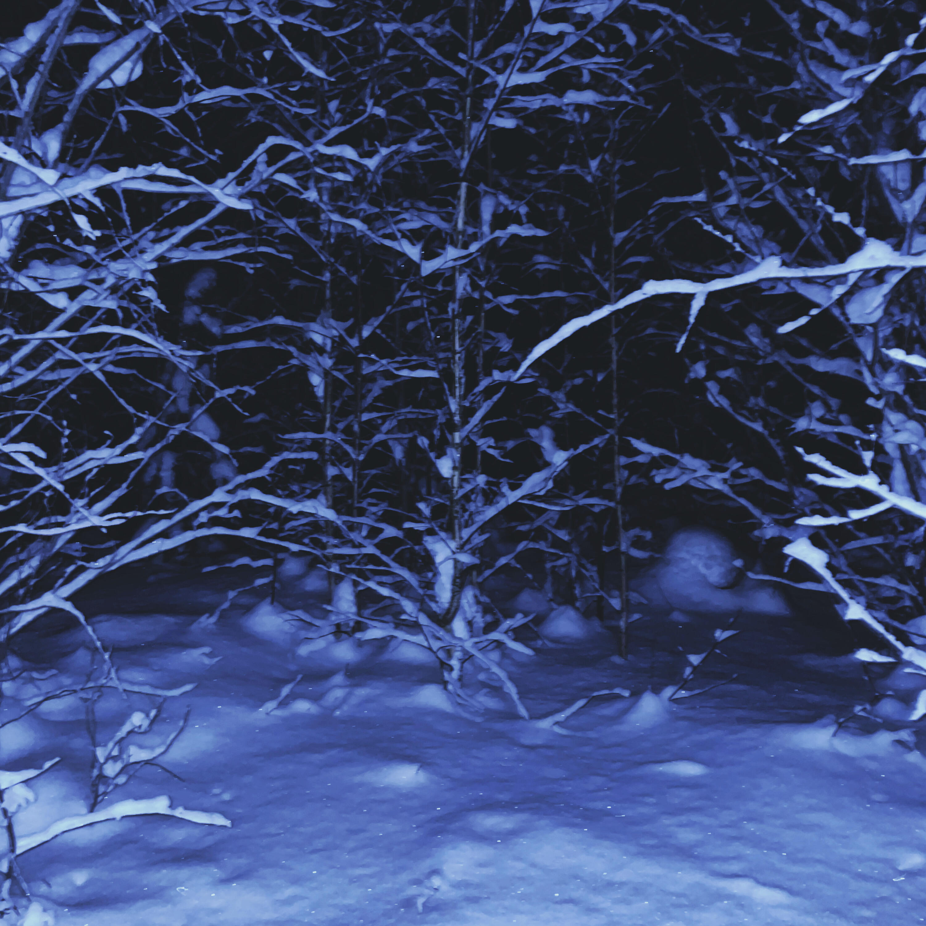 Релиз siberia