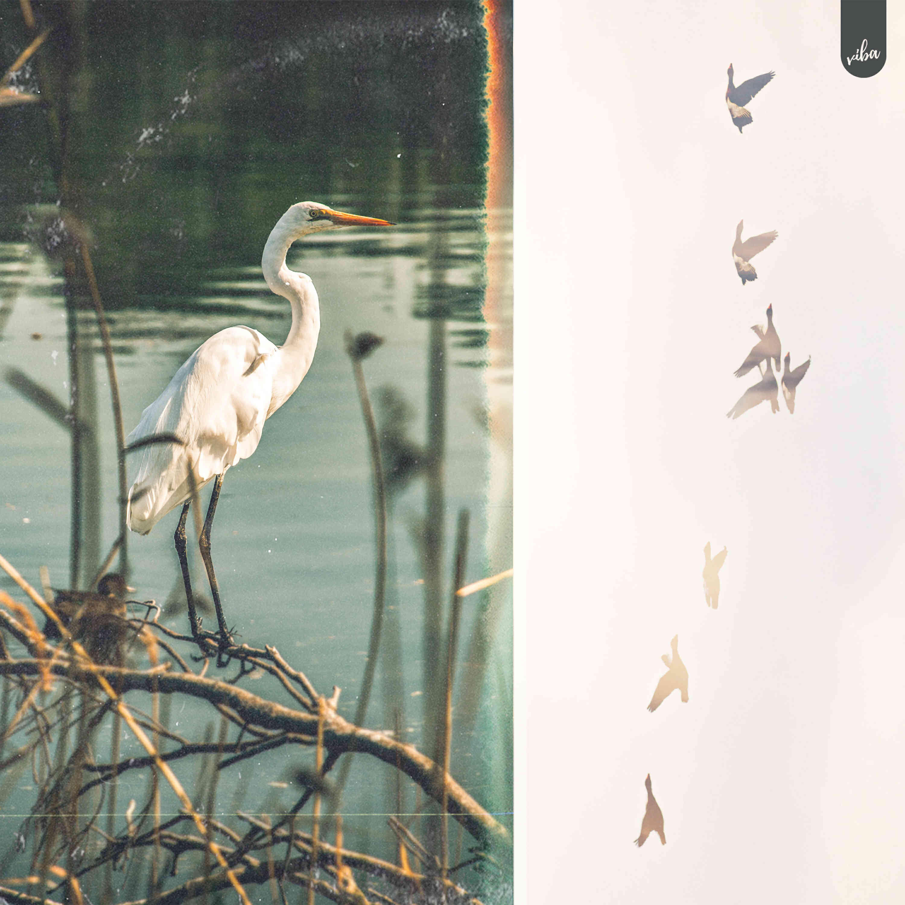 Релиз Birdland