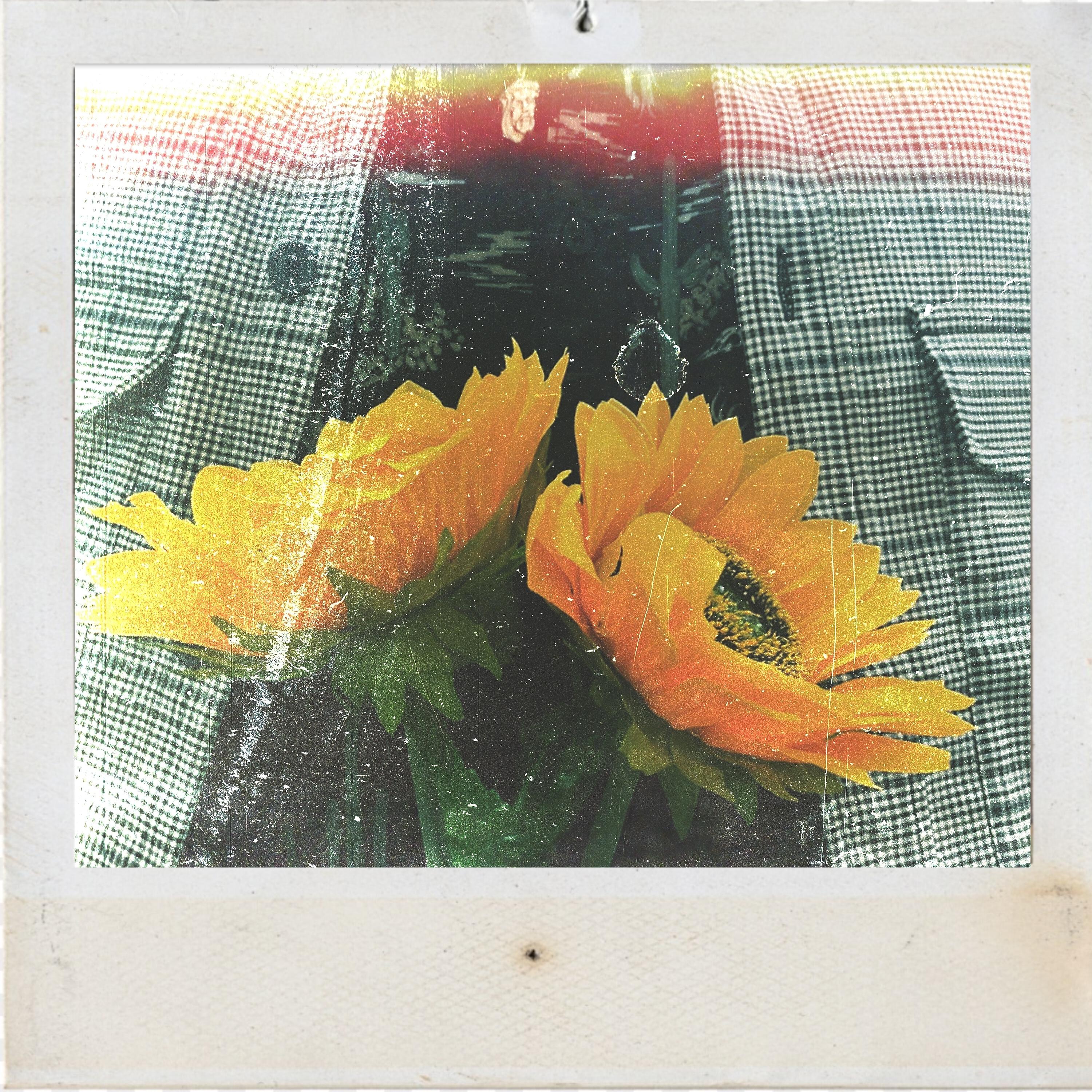 Релиз Soft Boy