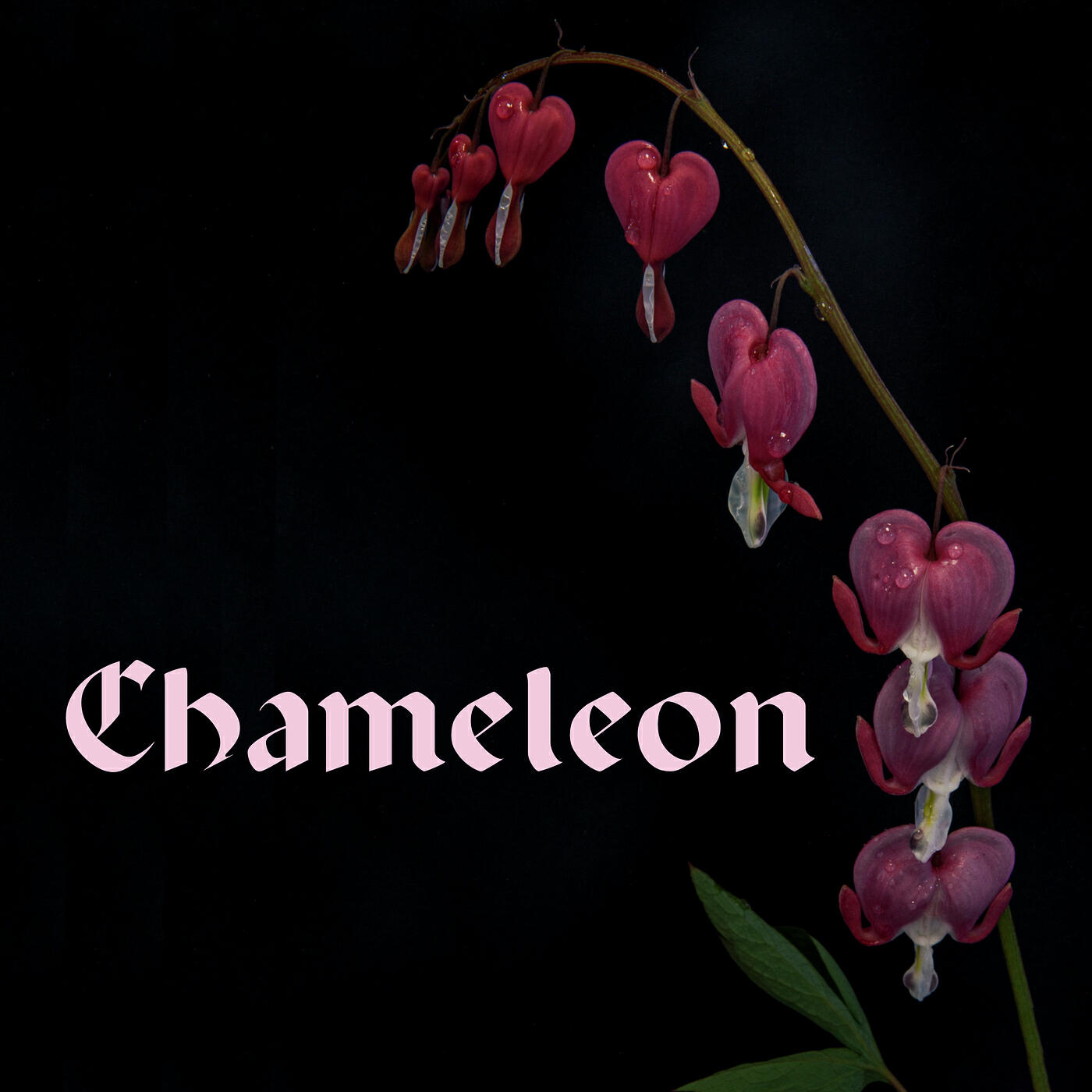 Релиз Chameleon