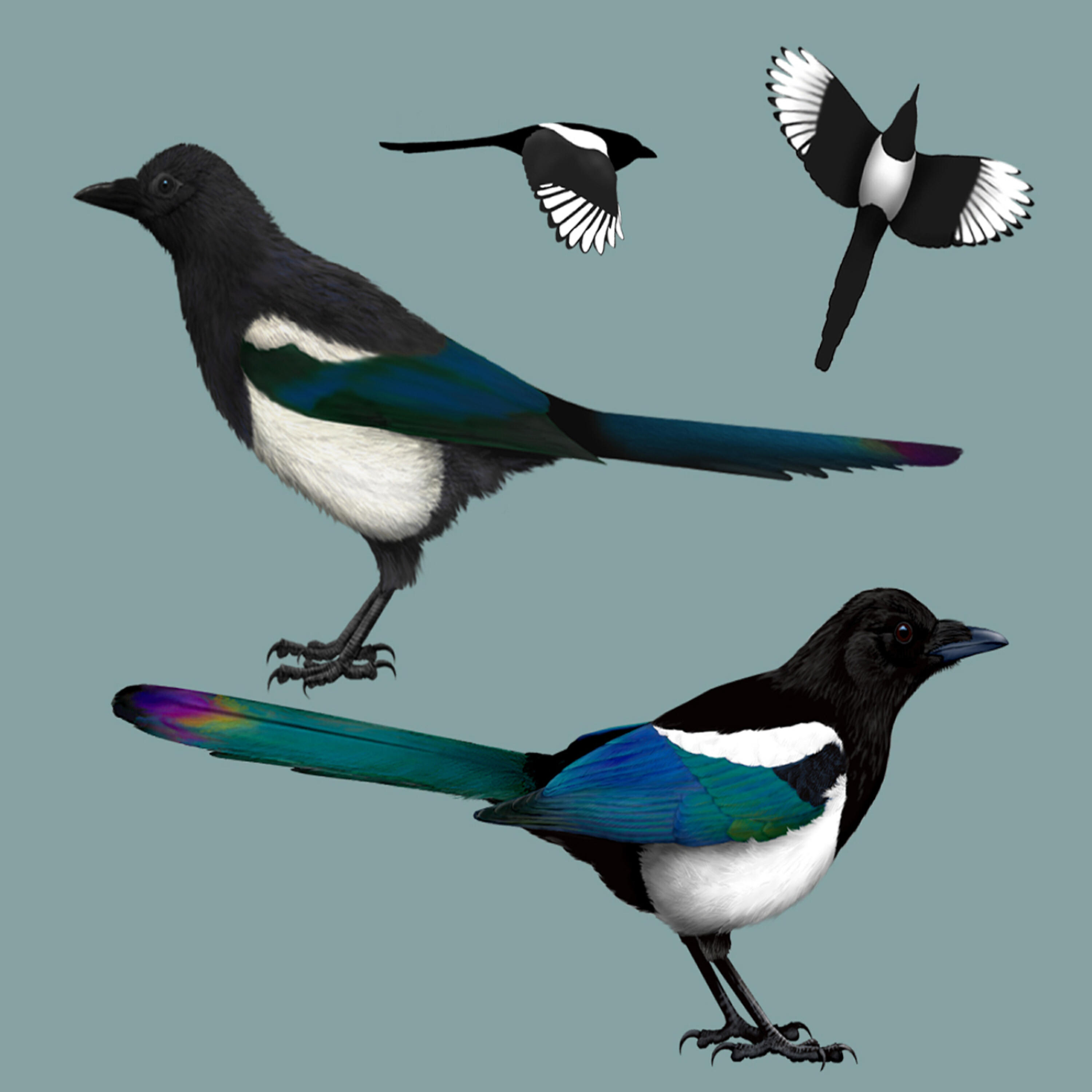 Релиз Bird call: Magpie