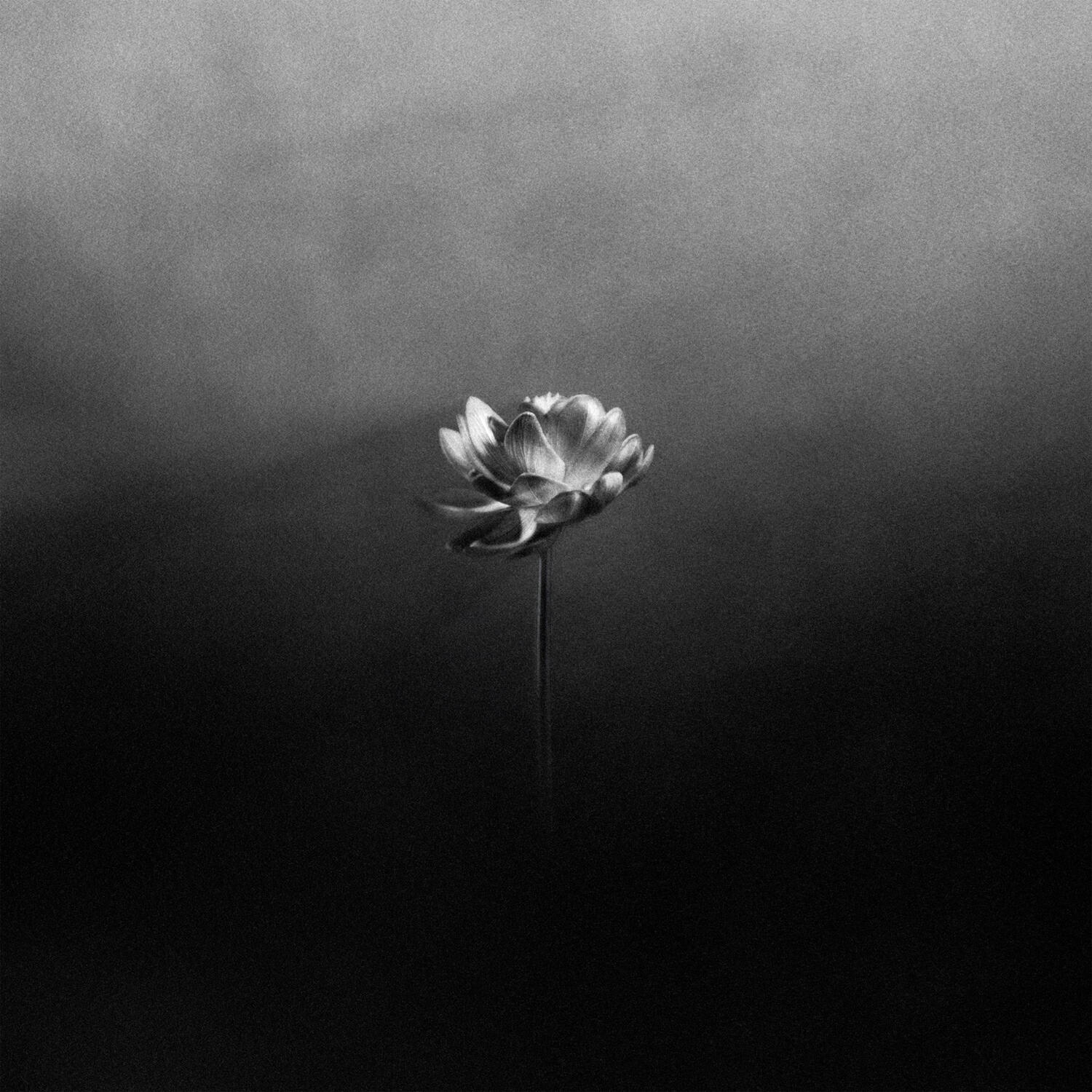 Релиз Young